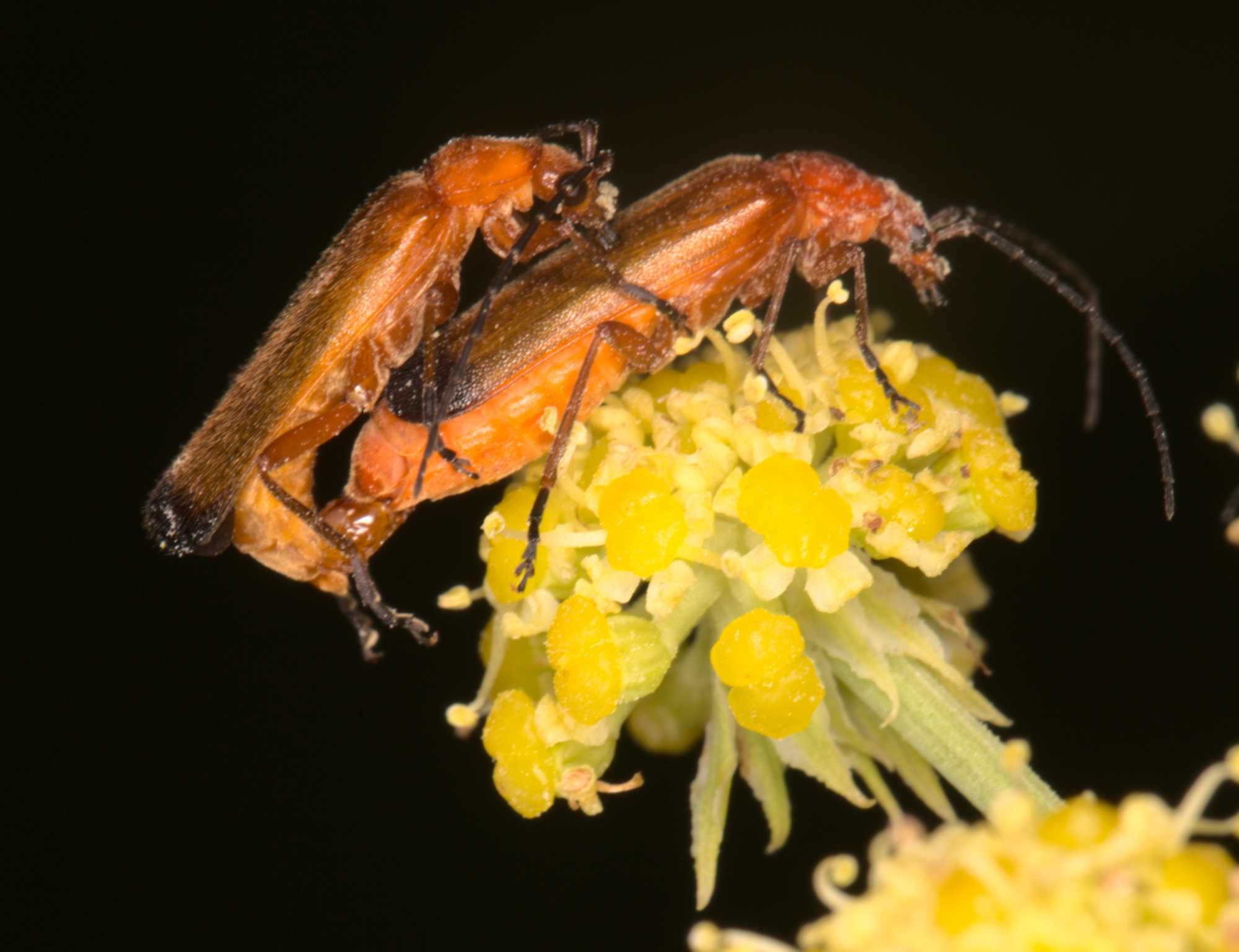 Lokation: Deutschland | Nordrhein-Westfalen | Heinsberg | Wassenberg Kategorien: Käfer, Hortus rusticus, Datum: 07.07.2021