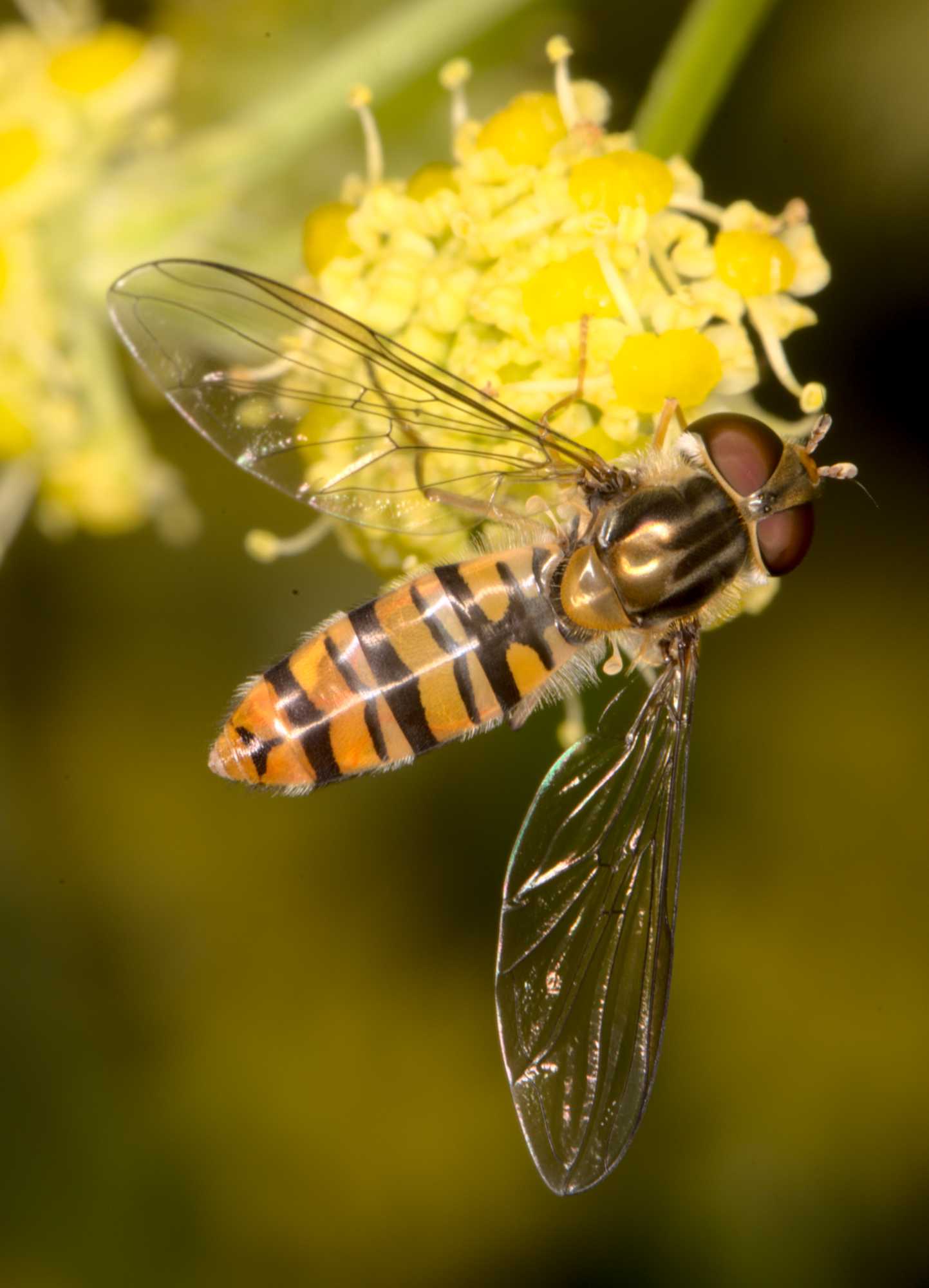 Hainschwebfliege (Episyrphus balteatus), Lokation: Deutschland | Nordrhein-Westfalen | Heinsberg | Wassenberg Kategorien: Fliegen, Hortus rusticus, Familie: Syrphidae (Schwebfliegen), Datum: 07.07.2021