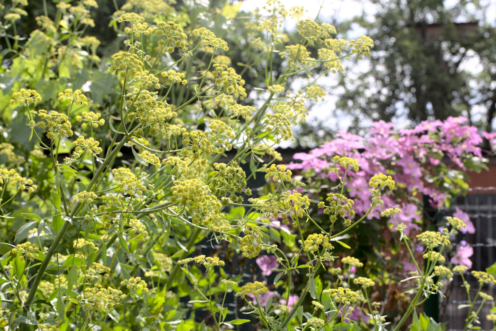 Lokation: Deutschland | Nordrhein-Westfalen | Heinsberg | Wassenberg Kategorien: Nutzgarten, Hortus rusticus, Bauerngarten, Selbstversorgung, Datum: 07.07.2021