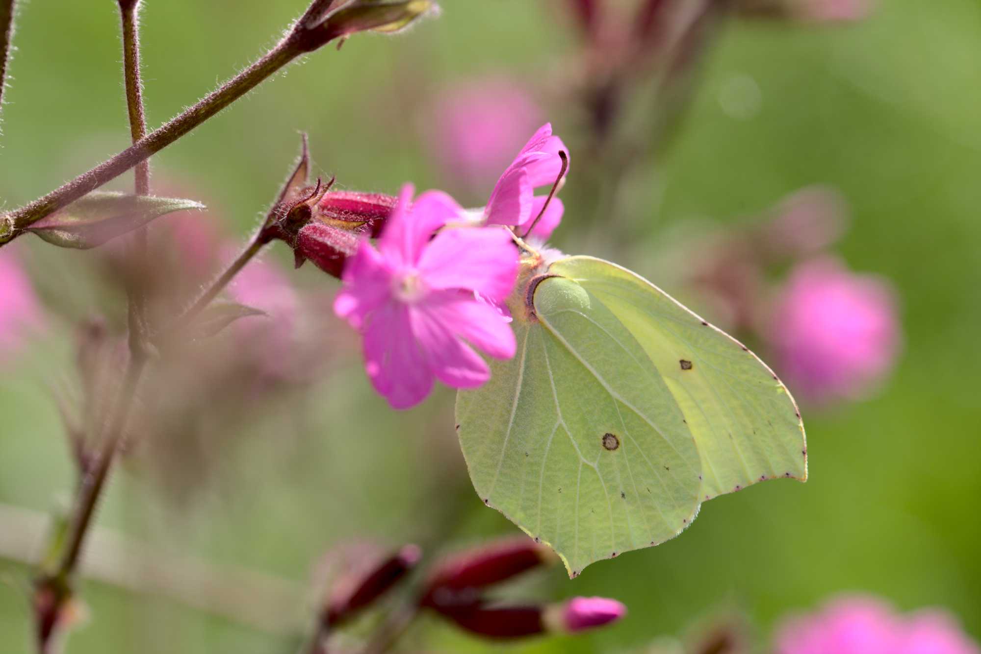 Zitronenfalter (Gonepteryx rhamni), Lokation: Deutschland | Nordrhein-Westfalen | Heinsberg | Wassenberg Kategorien: Schmetterlinge, Hortus rusticus, Familie: Pieridae (Weißlinge), Datum: 07.07.2021