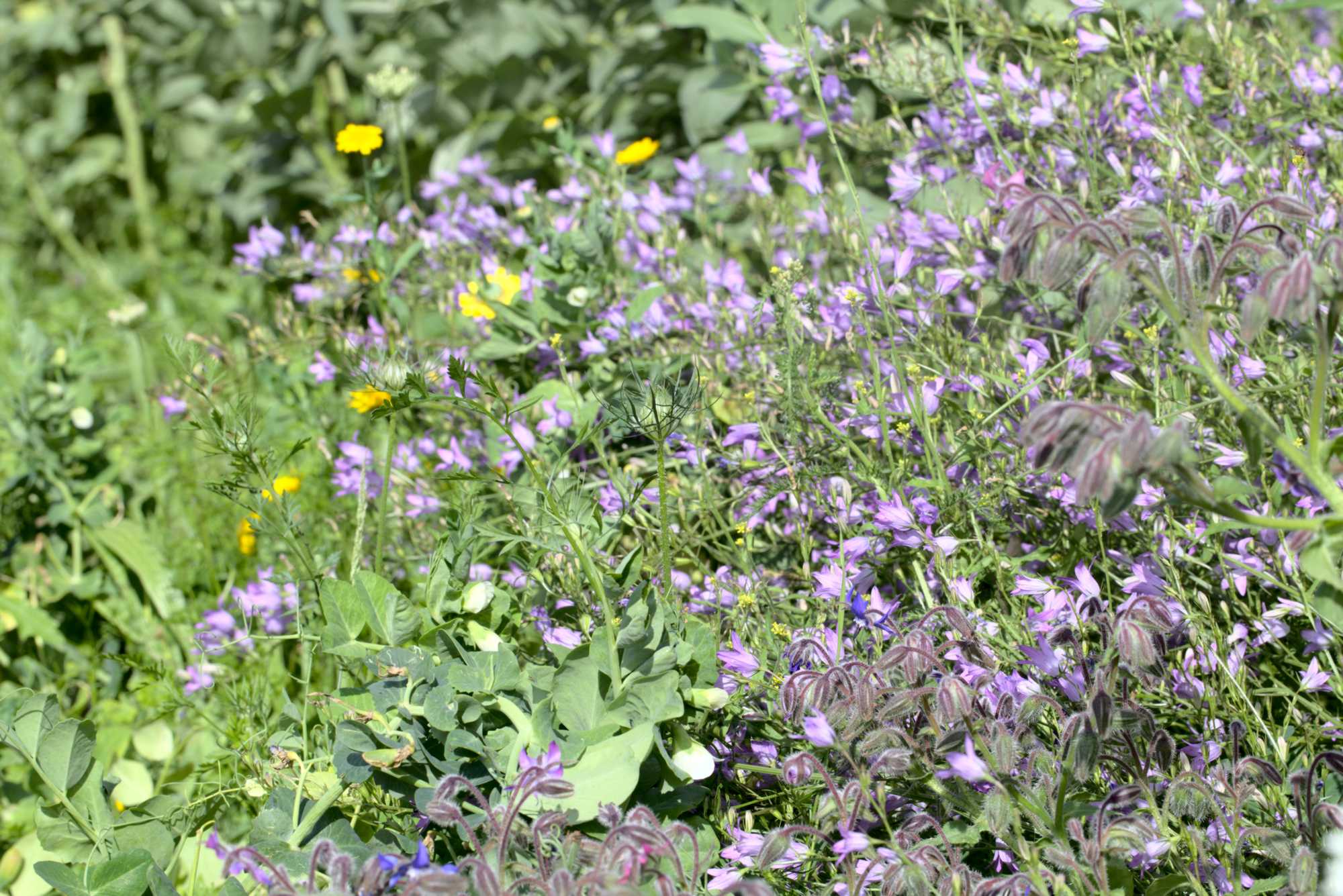 Lokation: Deutschland | Nordrhein-Westfalen | Heinsberg | Wassenberg Kategorien: Nutzgarten, Hortus rusticus, Bauerngarten, Selbstversorgung, Datum: 07.07.2021