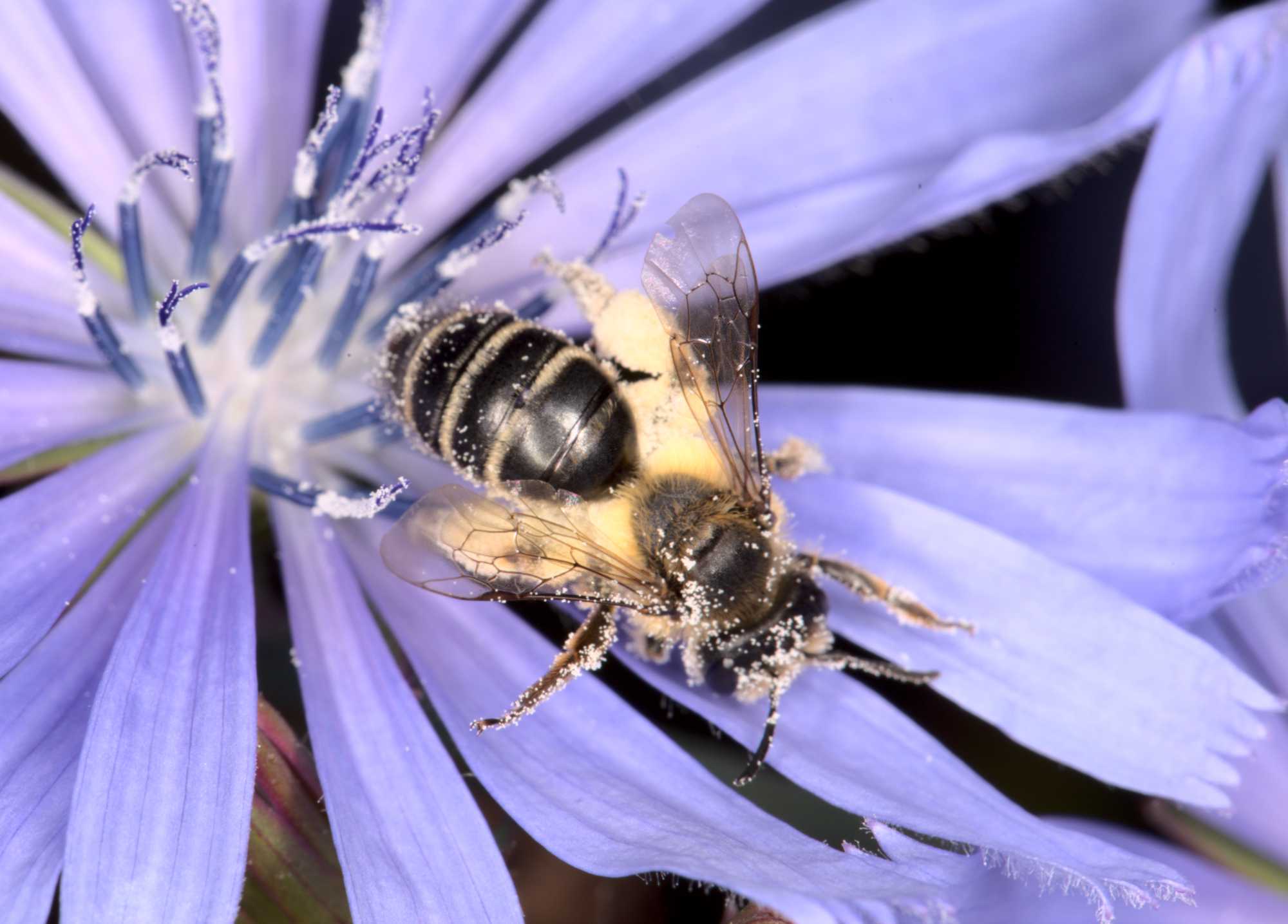 Braunburstigen Hosenbiene (Dasypoda hirtipes), Lokation: Deutschland | Nordrhein-Westfalen | Heinsberg | Wassenberg Kategorien: Bienen, Hortus rusticus, Familie: Melittidae (Sägehornbienenartige), Datum: 09.07.2021