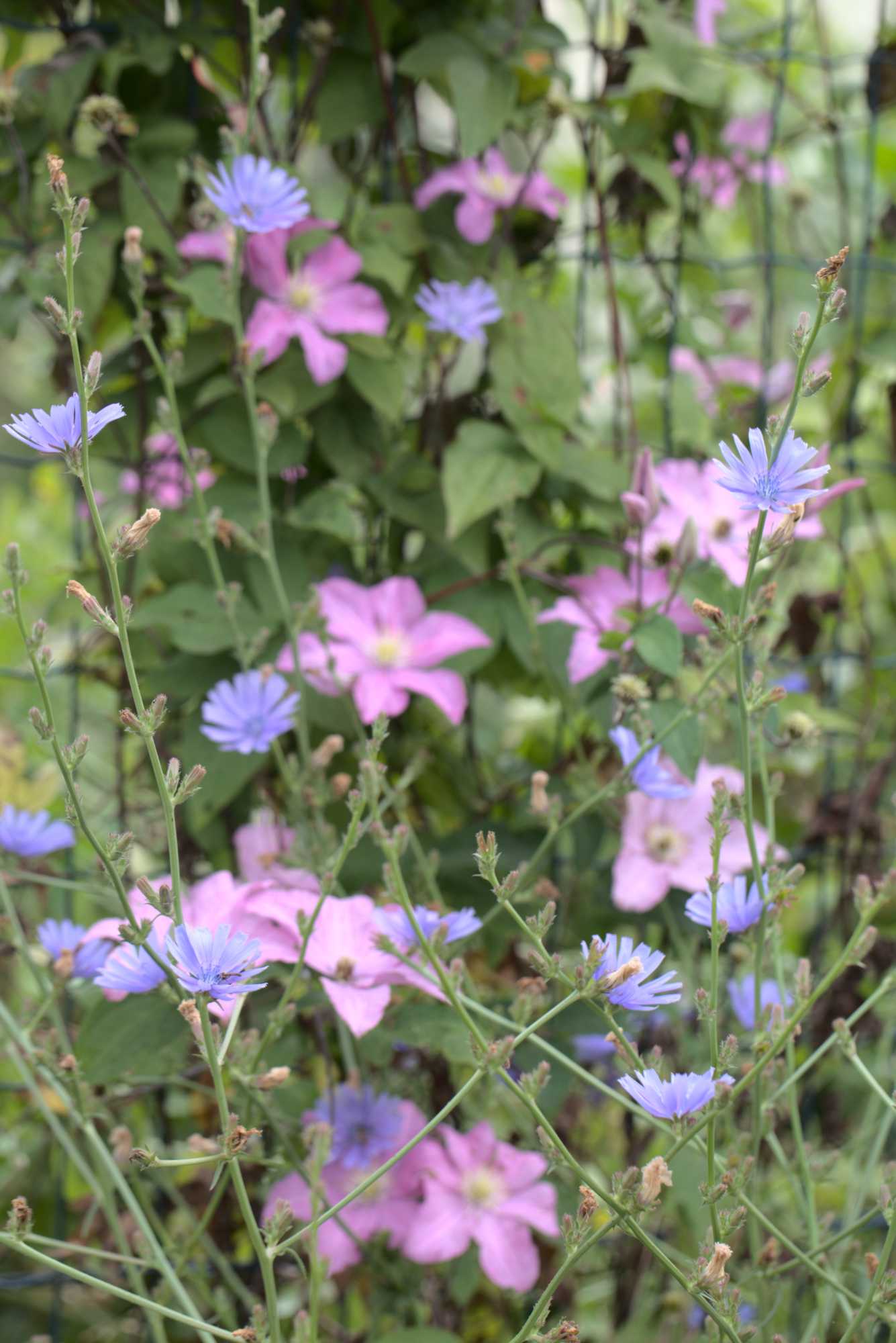 Lokation: Deutschland | Nordrhein-Westfalen | Heinsberg | Wassenberg Kategorien: Kletterpflanzen, Hortus rusticus, Datum: 09.07.2021