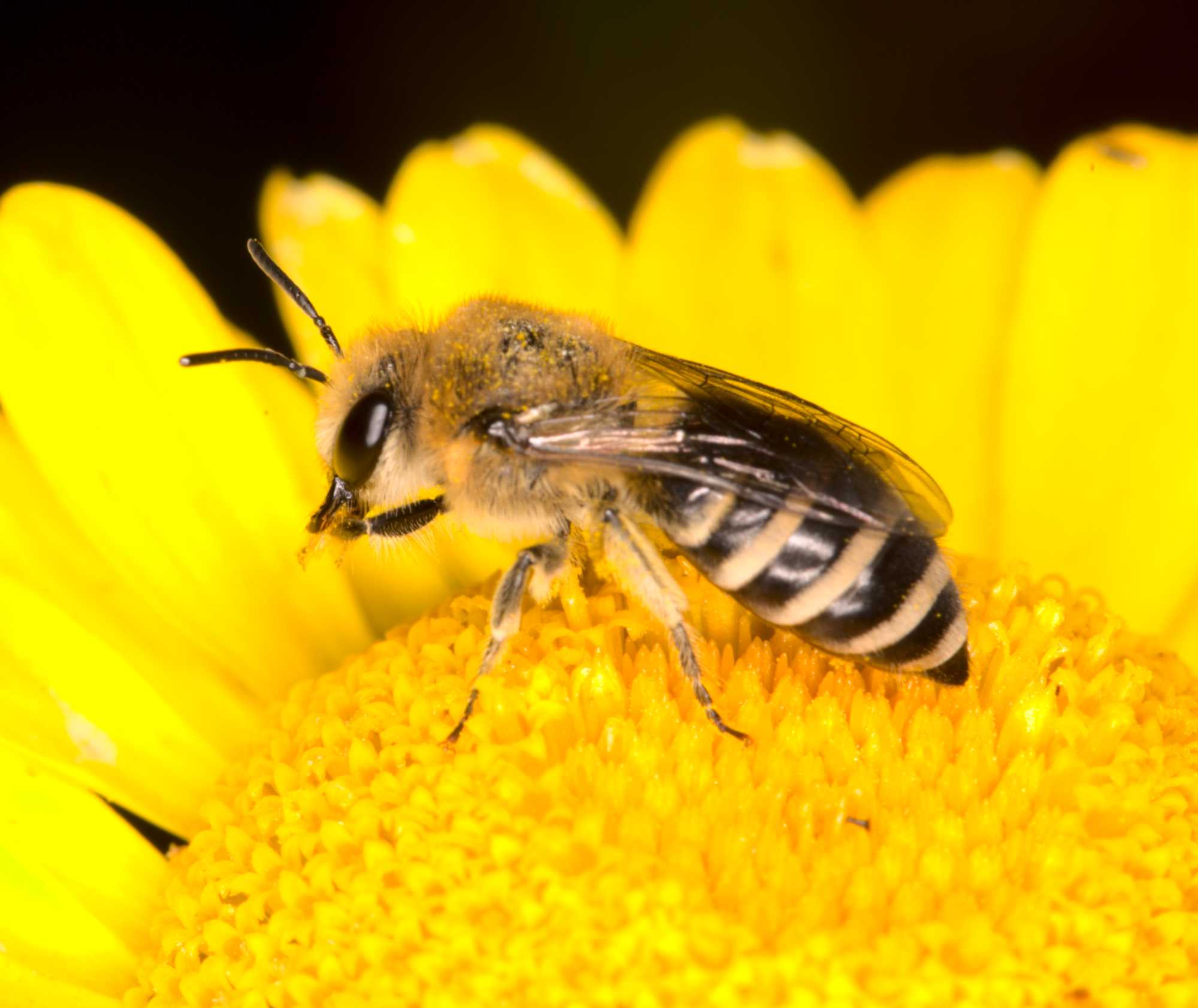 Colletes daviesanus/fodiens/similis (Colletes daviesanus/fodiens/similis), Lokation: Deutschland | Nordrhein-Westfalen | Heinsberg | Wassenberg Kategorien: Bienen, Familie: Colletidae (Kropfbienen), Datum: 09.07.2021