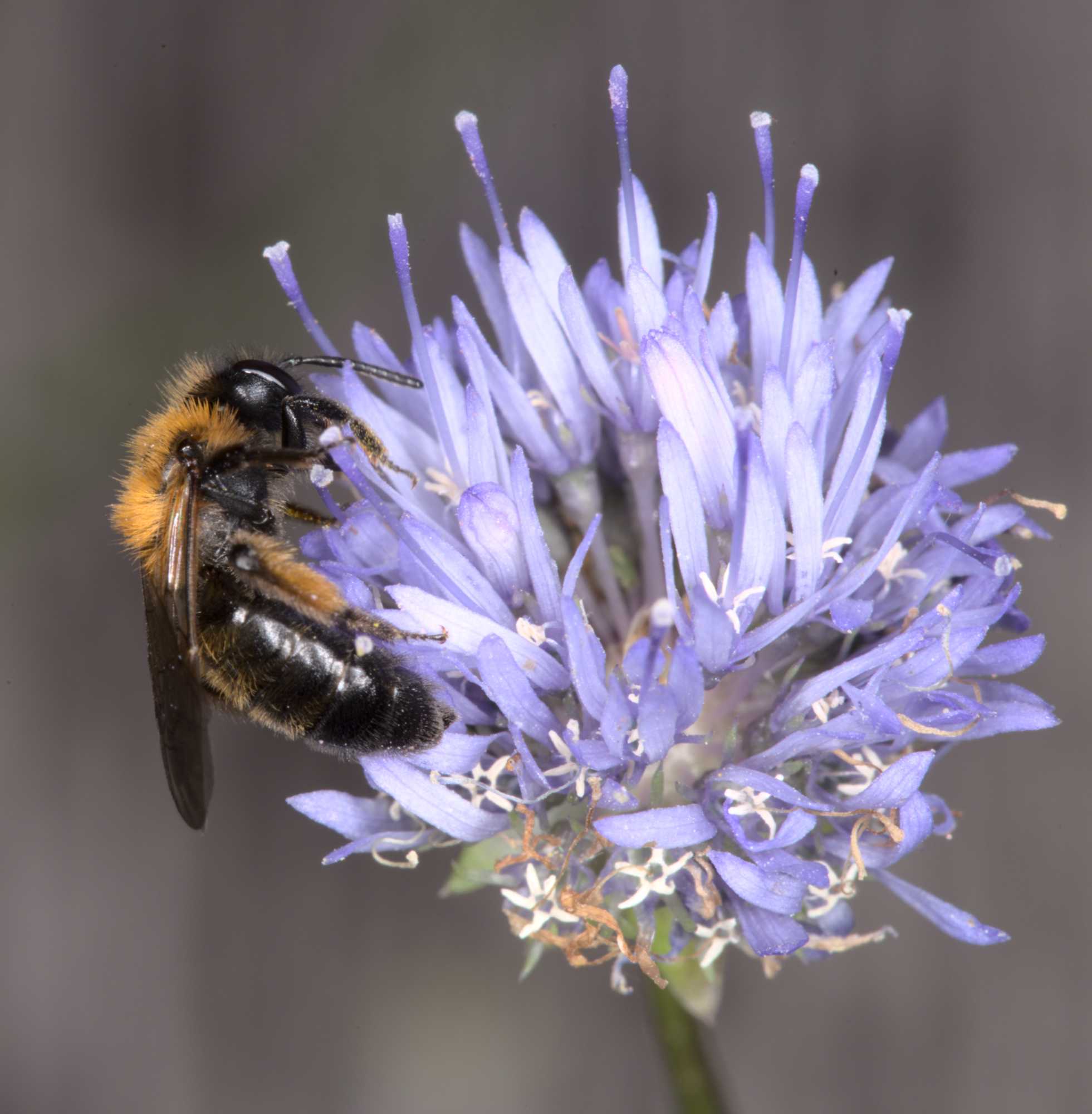 Zweifarbige Sandbiene (Andrena bicolor), Lokation: Deutschland | Nordrhein-Westfalen | Heinsberg | Wassenberg Kategorien: Bienen, Hortus rusticus, Familie: Andrenidae (Sandbienen), Datum: 12.07.2021
