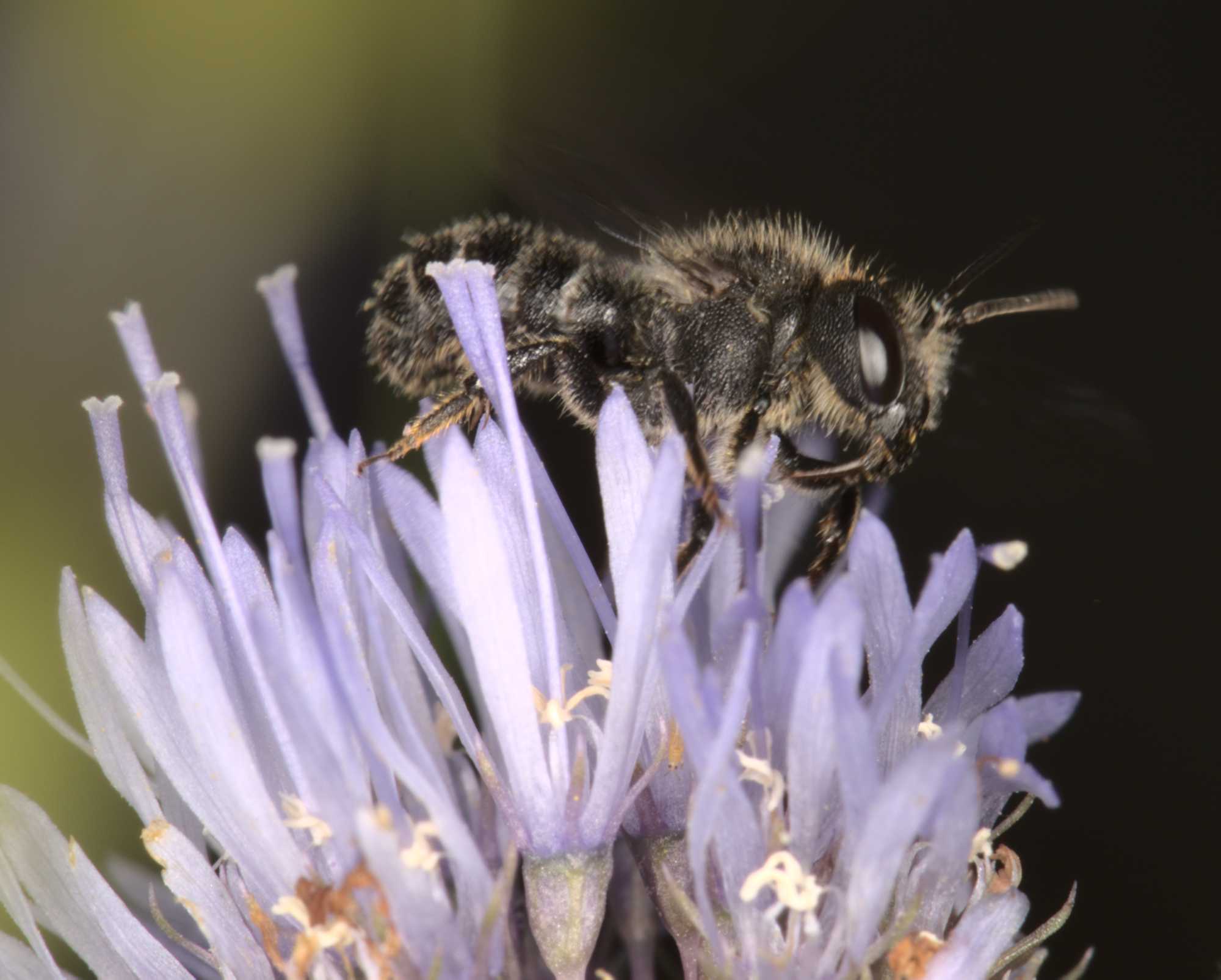 Punktierte Düsterbiene (Stelis punctulatissima), Lokation: Deutschland | Nordrhein-Westfalen | Heinsberg | Wassenberg Kategorien: Bienen, Hortus rusticus, Familie: Megachilidae (Bauchsammlerbienen), Datum: 12.07.2021