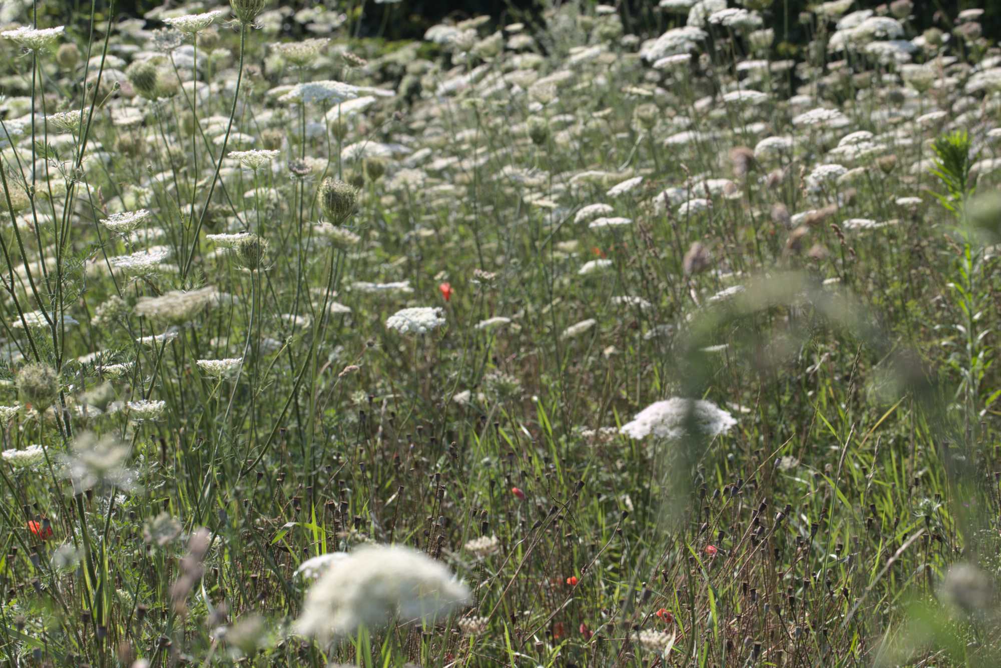 Lokation: Deutschland | Nordrhein-Westfalen | Heinsberg | Wassenberg Kategorien: Wiese, Datum: 23.07.2021