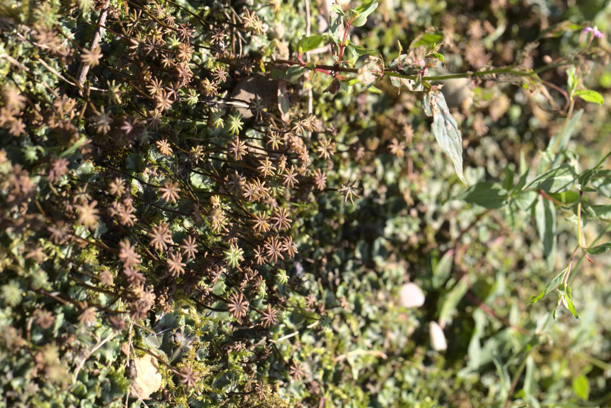 Lokation: Deutschland | Nordrhein-Westfalen | Heinsberg | Wassenberg Kategorien: Moose, Datum: 23.07.2021