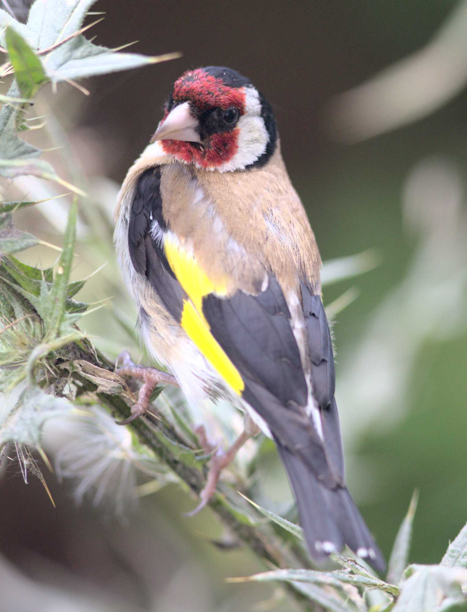 Lokation: Deutschland | Nordrhein-Westfalen | Heinsberg | Wassenberg Kategorien: Vögel, Datum: 05.08.2021