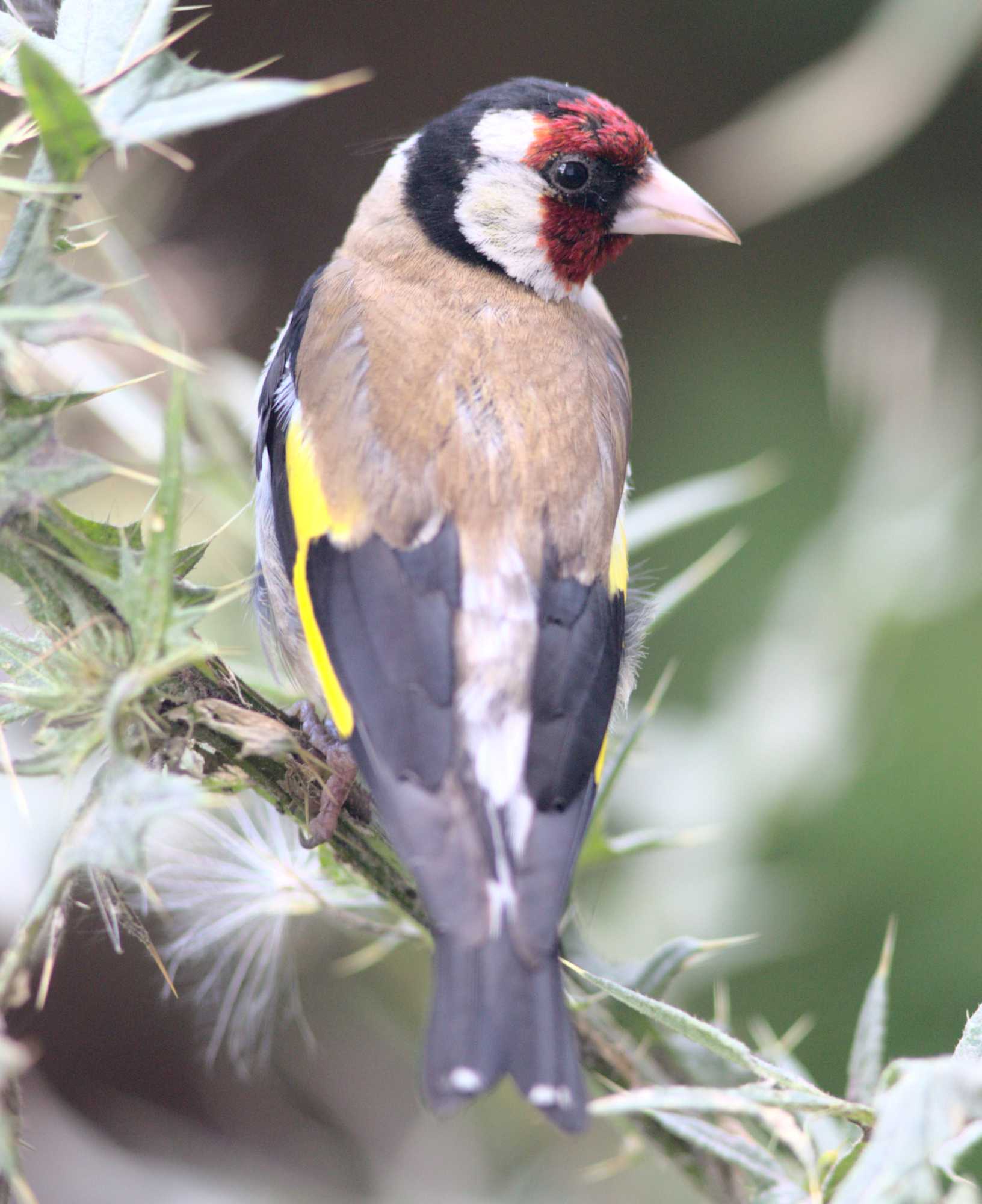 Lokation: Deutschland | Nordrhein-Westfalen | Heinsberg | Wassenberg Kategorien: Monatsbilder, Hortus rusticus, Datum: 05.08.2021