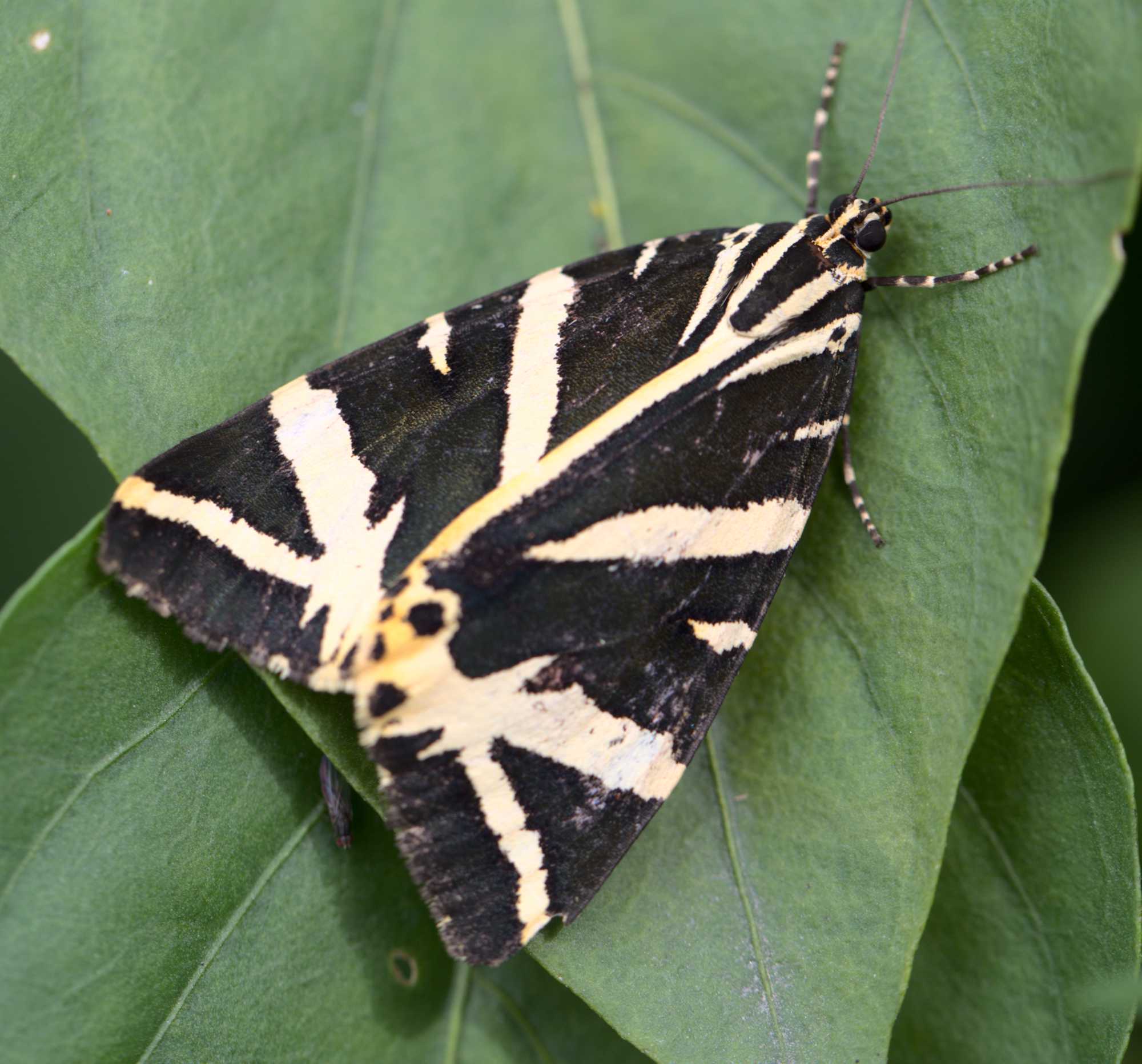 Spanische Flagge (Euplagia quadripunctaria), Lokation: Deutschland | Nordrhein-Westfalen | Heinsberg | Wassenberg Kategorien: Schmetterlinge, Hortus rusticus, Familie: Erebidae (Eulenfalter), Datum: 09.08.2021