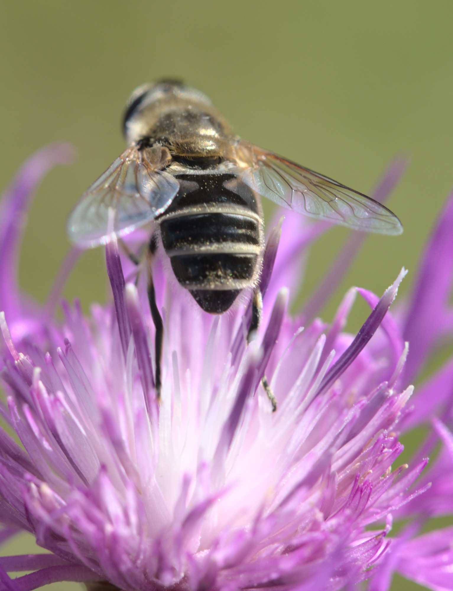 Eristalis arbustorum/abusiva (Eristalis arbustorum/abusiva), Lokation: Deutschland | Nordrhein-Westfalen | Heinsberg | Wassenberg Kategorien: Fliegen, Familie: Syrphidae (Schwebfliegen), Datum: 08.09.2021