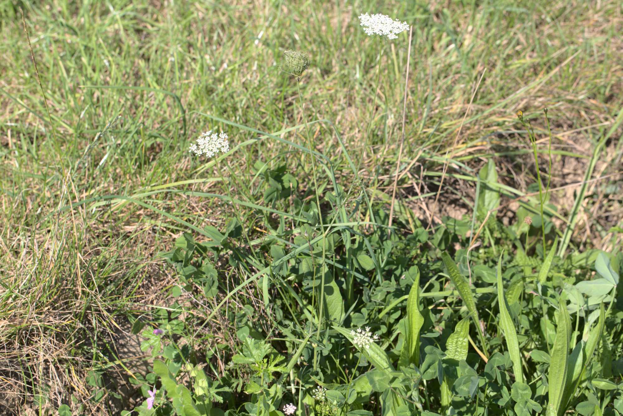 Lokation: Deutschland | Nordrhein-Westfalen | Heinsberg | Heinsberg Kategorien: Wiese, Datum: 08.09.2021