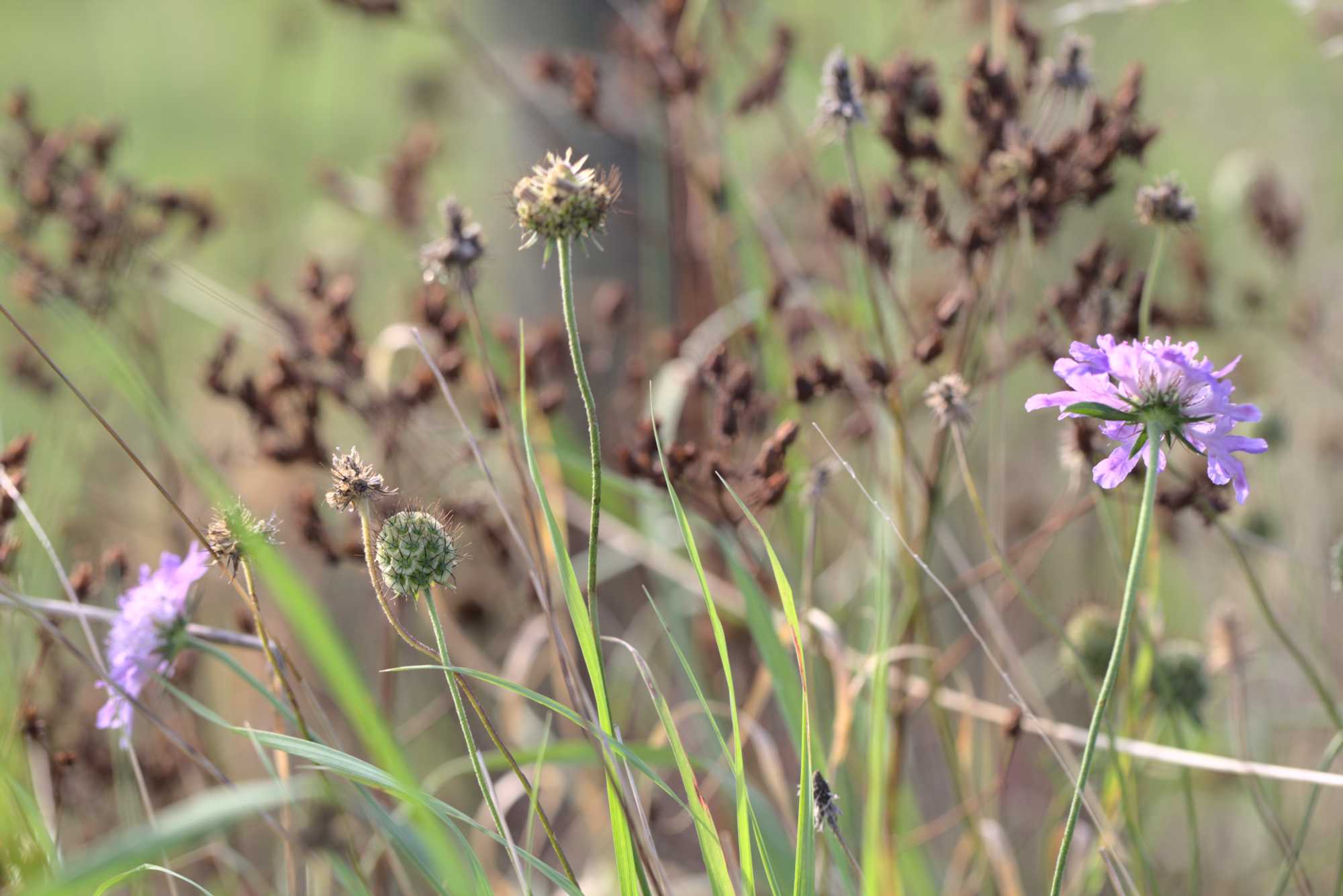 Lokation: Deutschland | Nordrhein-Westfalen | Heinsberg | Wassenberg Kategorien: Wiese, Datum: 12.09.2021