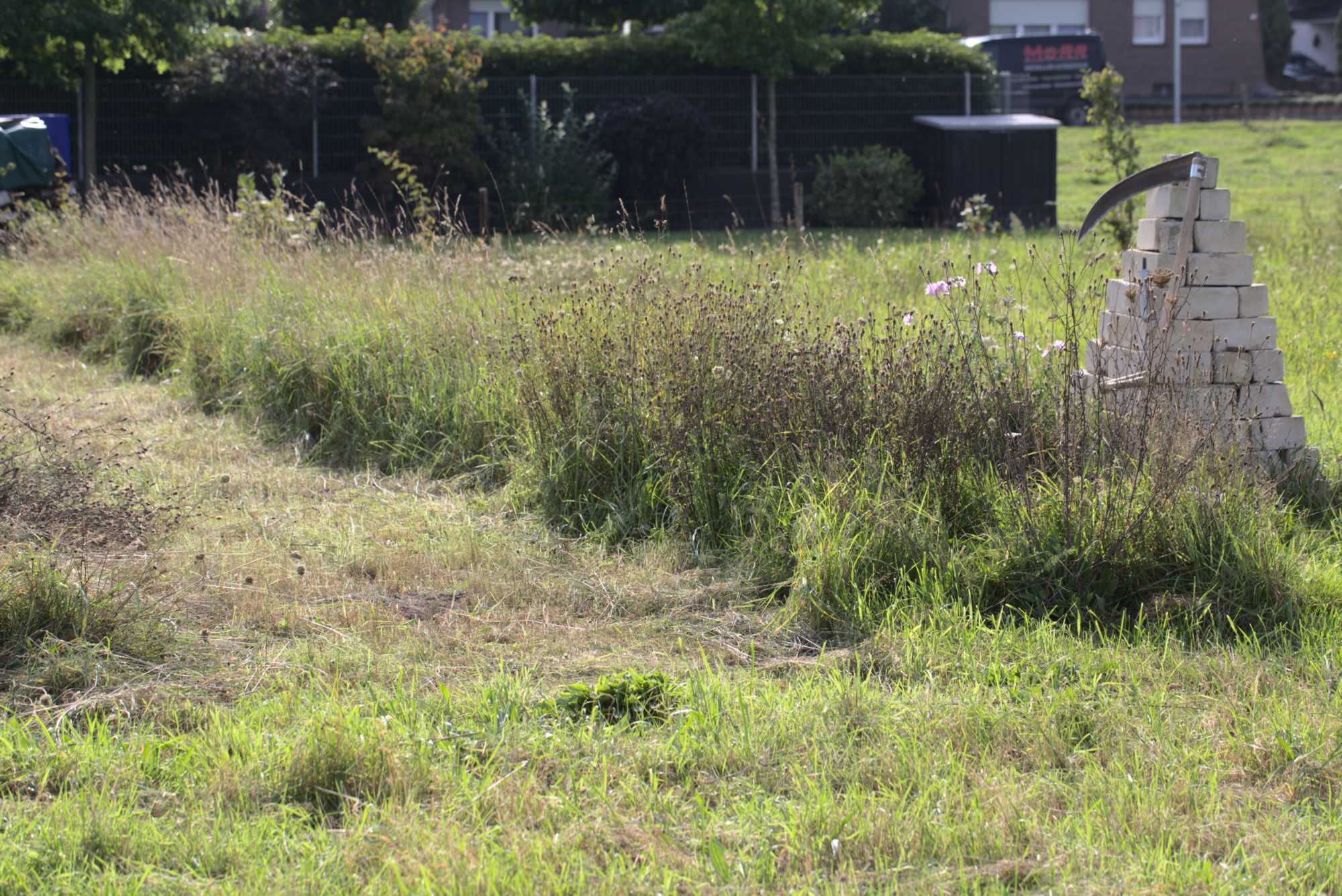 Lokation: Deutschland | Nordrhein-Westfalen | Heinsberg | Wassenberg Kategorien: Wiese, Datum: 12.09.2021