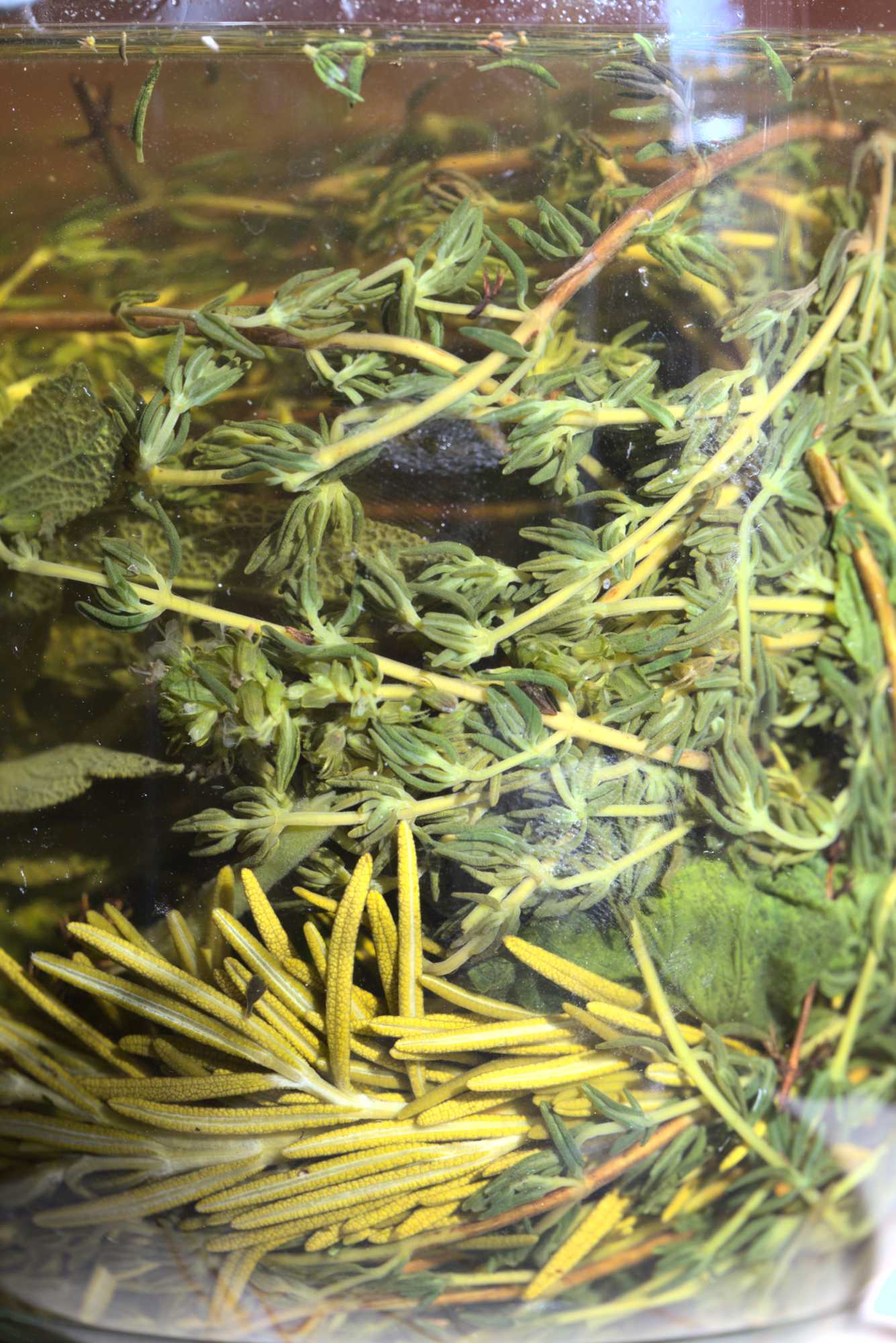 Lokation: Deutschland | Nordrhein-Westfalen | Heinsberg | Wassenberg Kategorien: Monatsbilder, Hortus rusticus, Datum: 04.10.2021