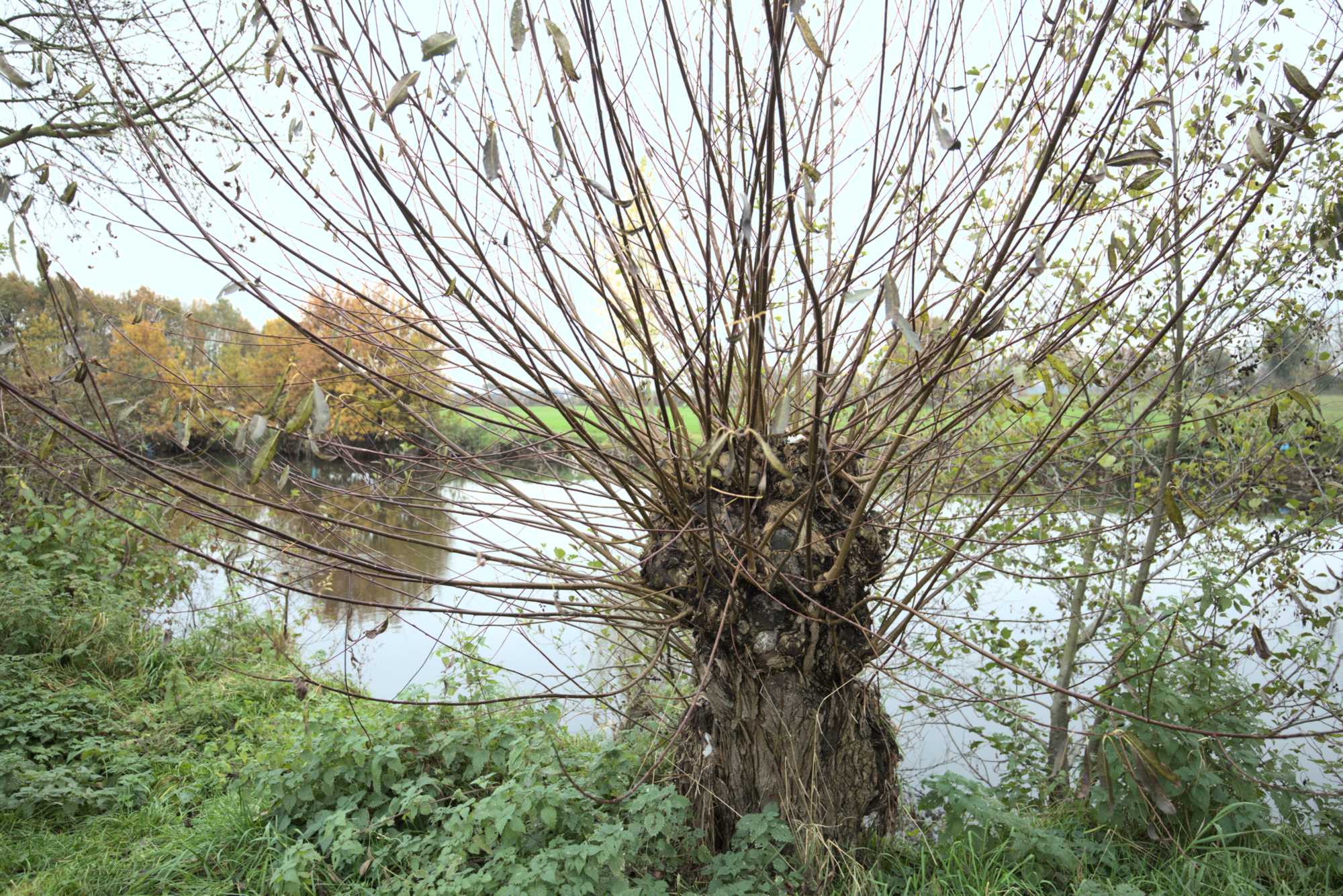 Lokation: Deutschland | Nordrhein-Westfalen | Heinsberg | Wassenberg Kategorien: Altarm, Datum: 14.11.2021