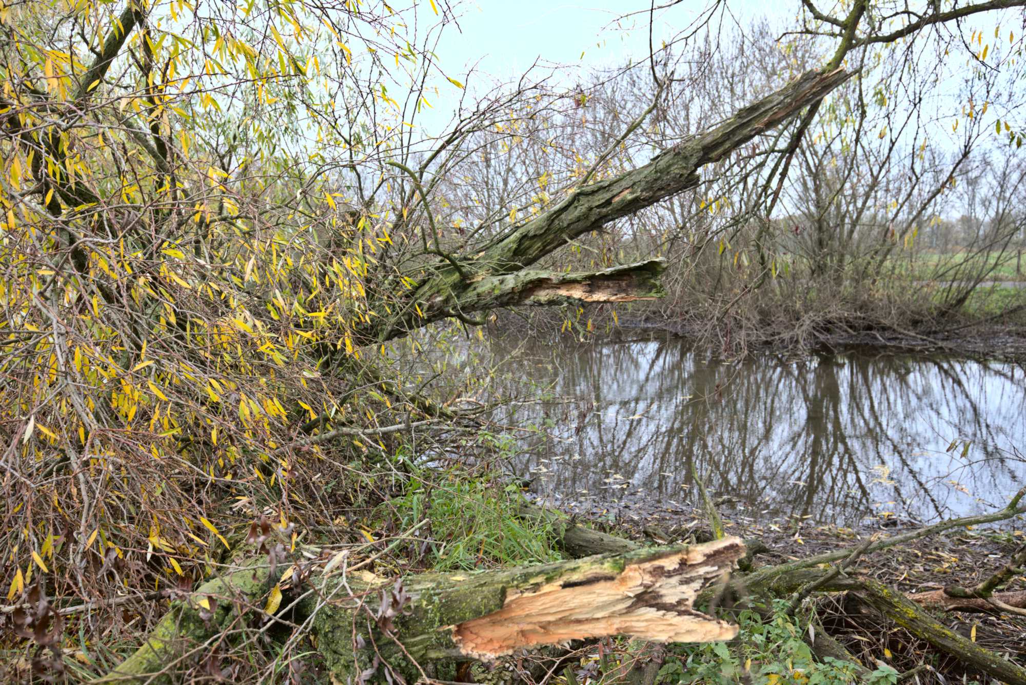 Lokation: Deutschland | Nordrhein-Westfalen | Heinsberg | Wassenberg Kategorien: Altarm, Datum: 14.11.2021