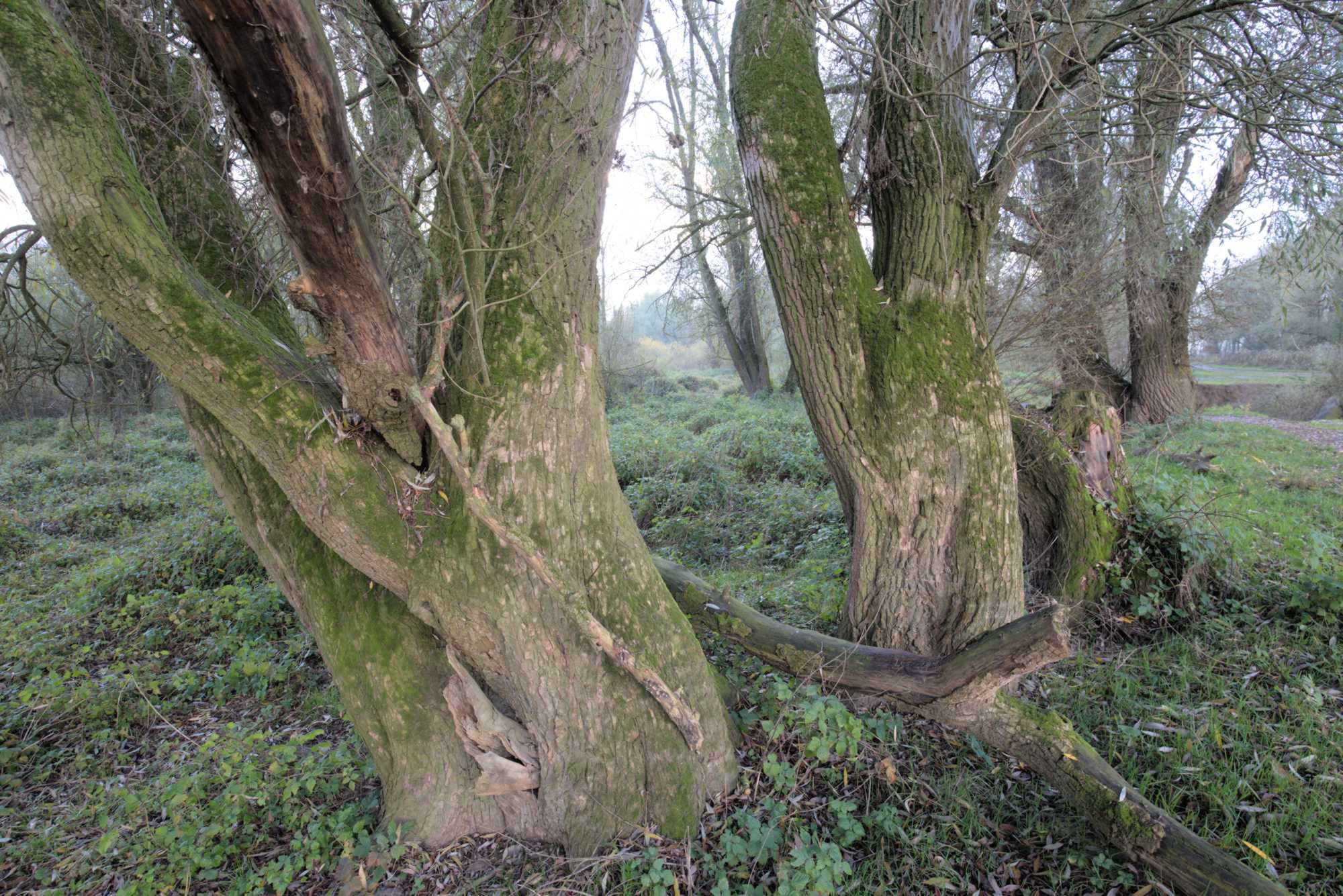 Lokation: Niederlande | Gelderland | Berg en Dal | Kekerdom Kategorien: Aue, Datum: 17.11.2021