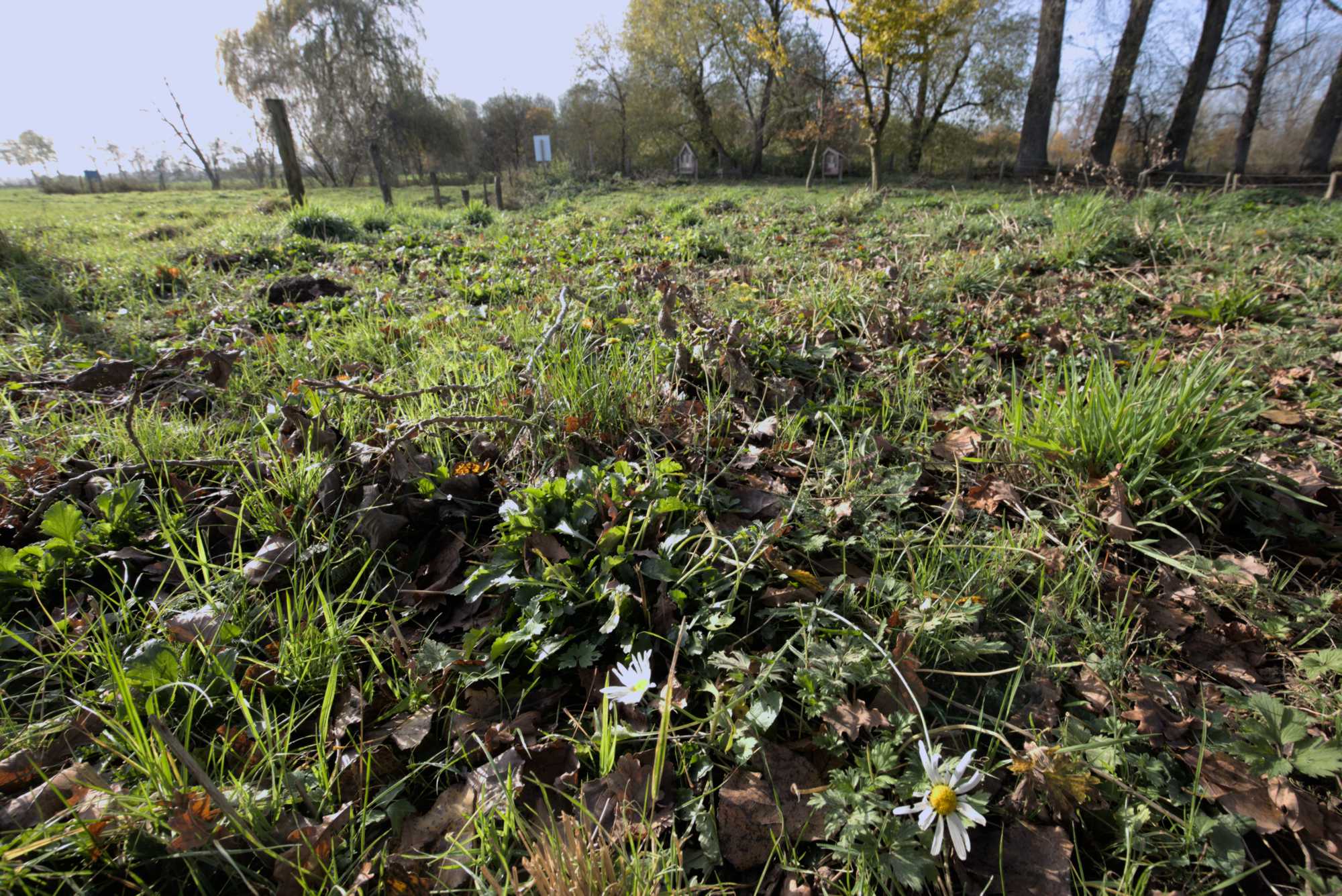 Lokation: Deutschland | Nordrhein-Westfalen | Heinsberg | Wassenberg Kategorien: Wiese, Datum: 18.11.2021