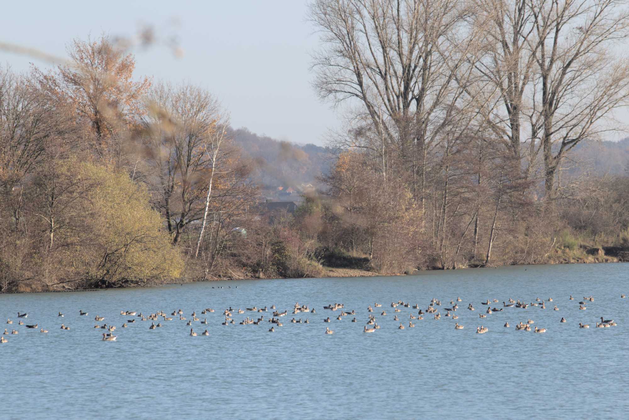 Lokation: Deutschland | Nordrhein-Westfalen | Heinsberg | Wassenberg Kategorien: See, Datum: 27.11.2021