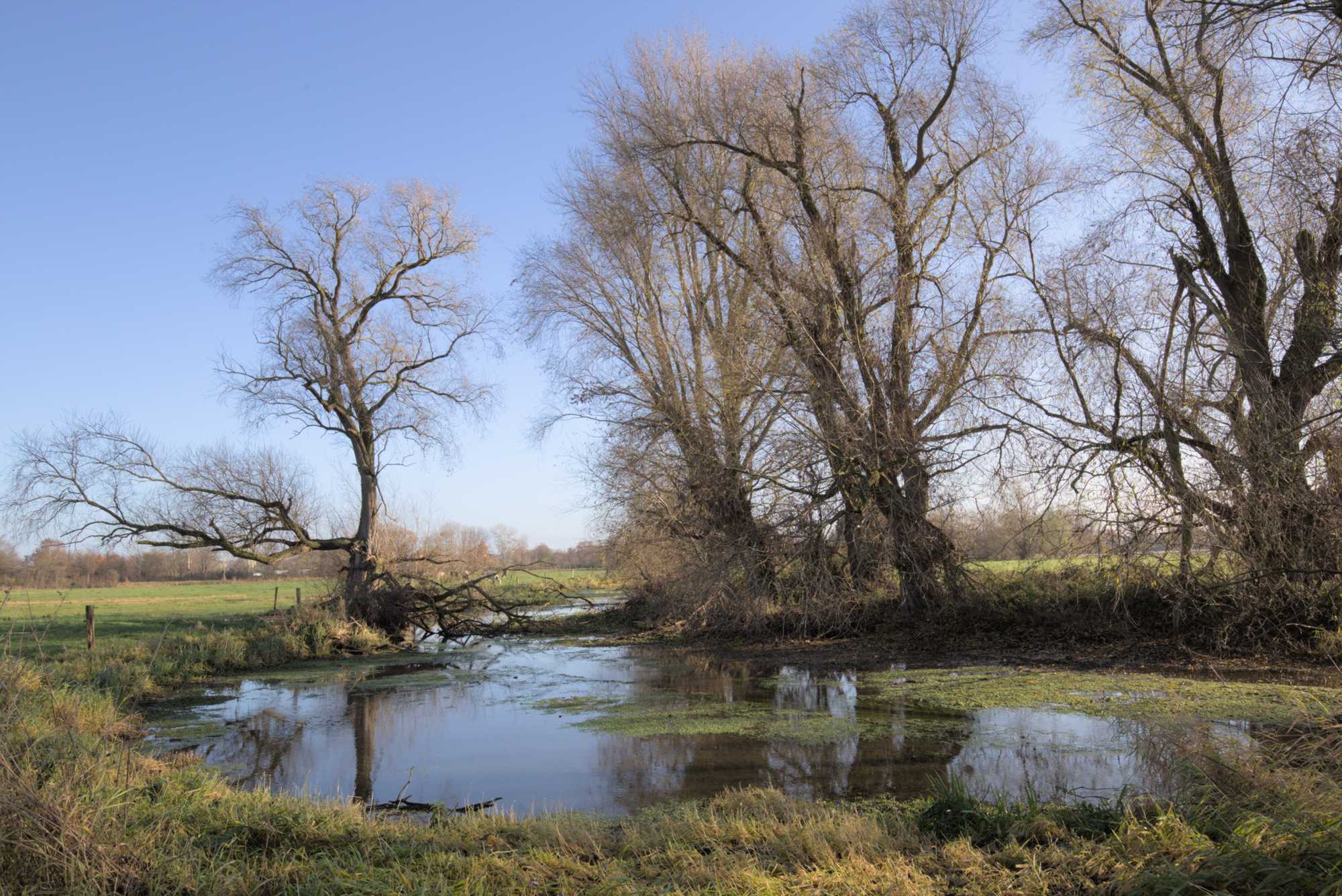 Lokation: Deutschland | Nordrhein-Westfalen | Heinsberg | Wassenberg Kategorien: Altarm, Datum: 27.11.2021