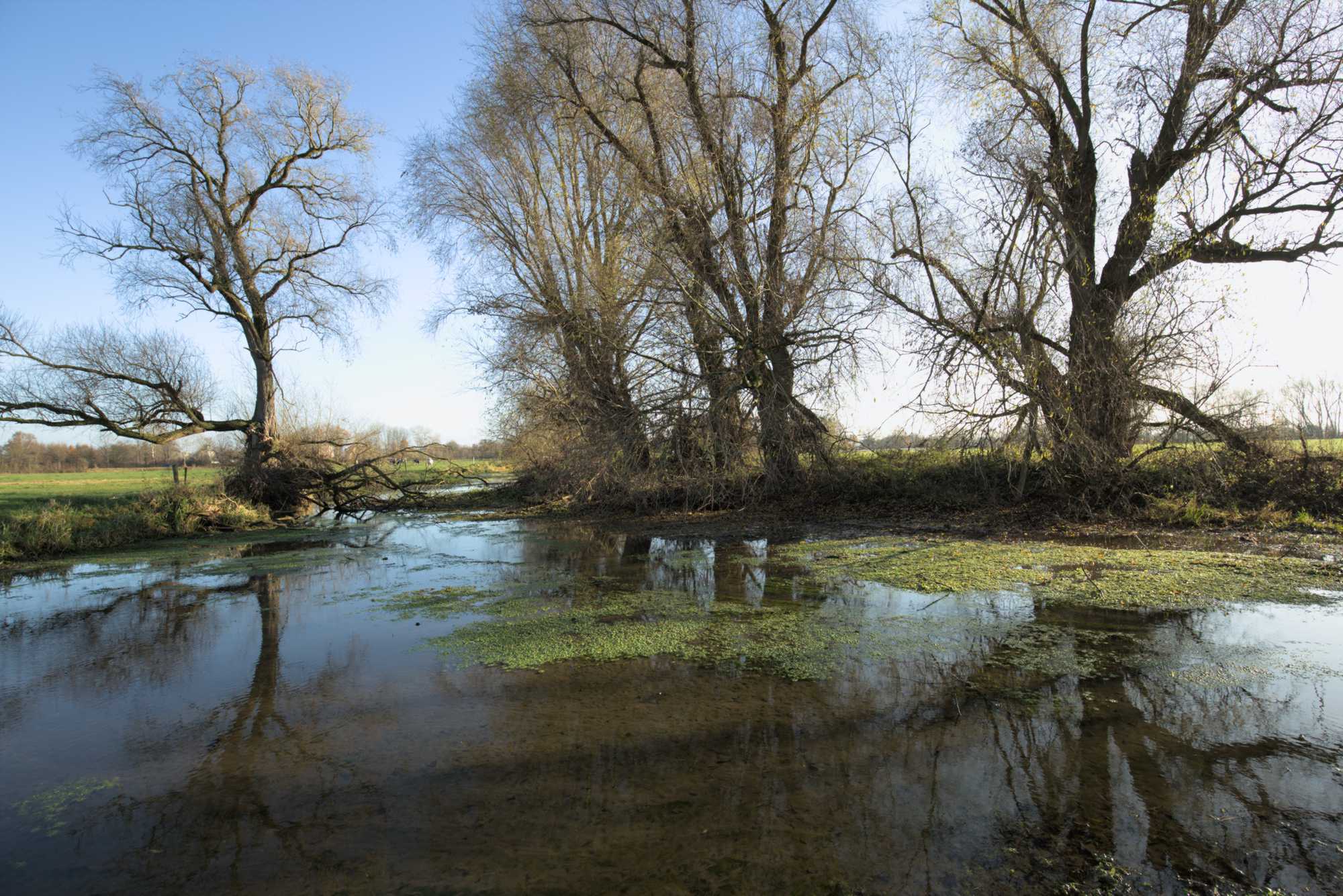 Lokation: Deutschland | Nordrhein-Westfalen | Heinsberg | Wassenberg Kategorien: Altarm, Datum: 27.11.2021