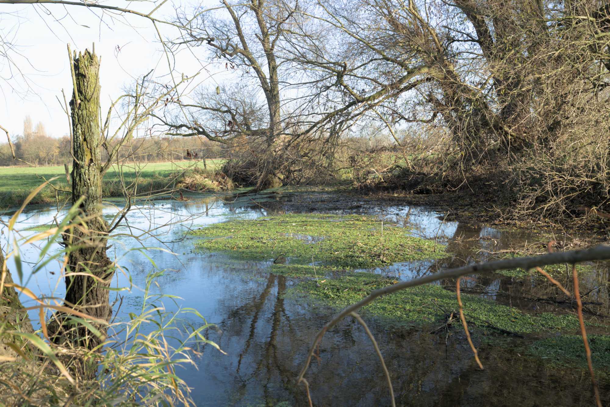 Lokation: Deutschland | Nordrhein-Westfalen | Heinsberg | Wassenberg Kategorien: Altarm, Datum: 27.11.2021