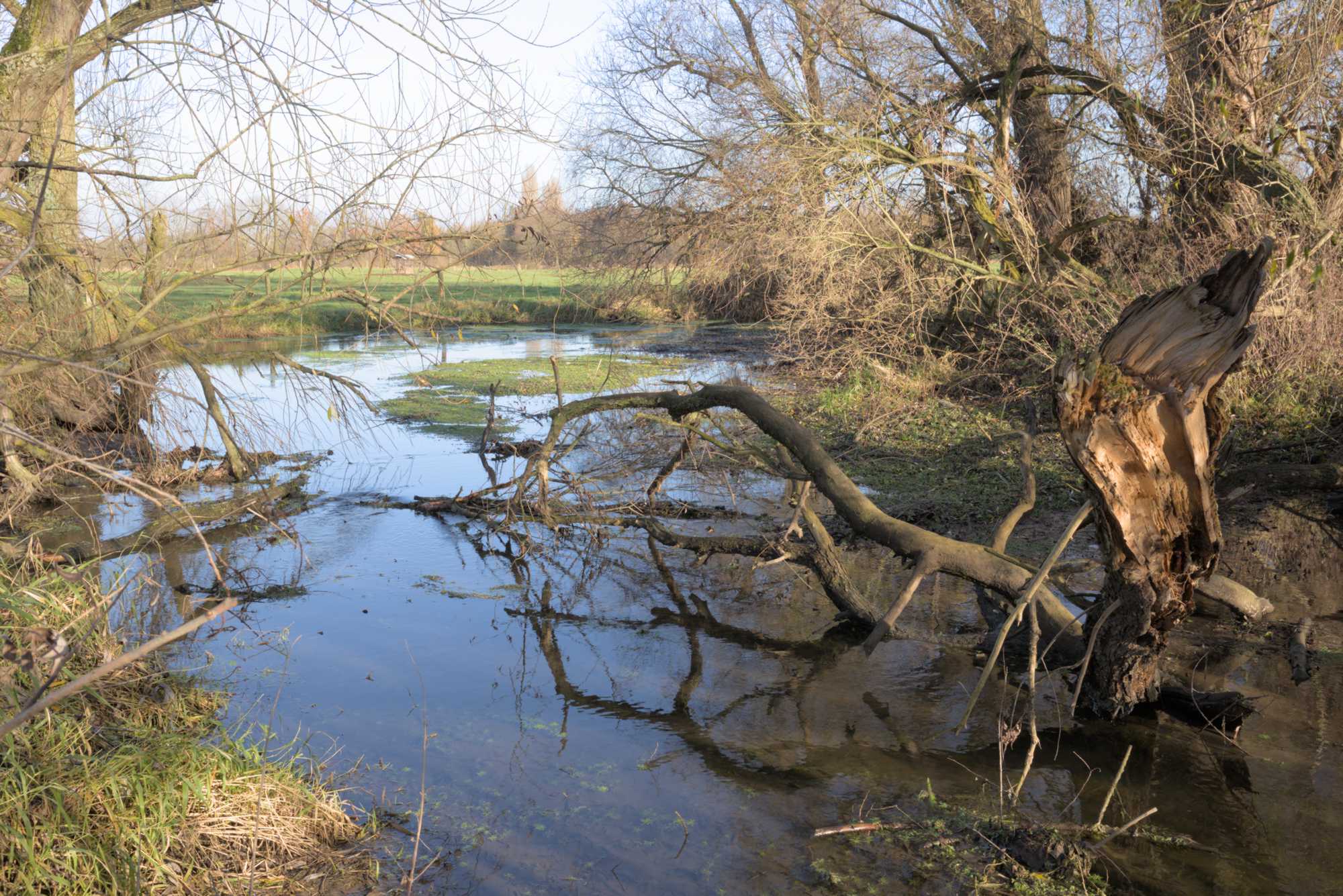Lokation: Deutschland | Nordrhein-Westfalen | Heinsberg | Wassenberg Kategorien: Altarm, Datum: 27.11.2021