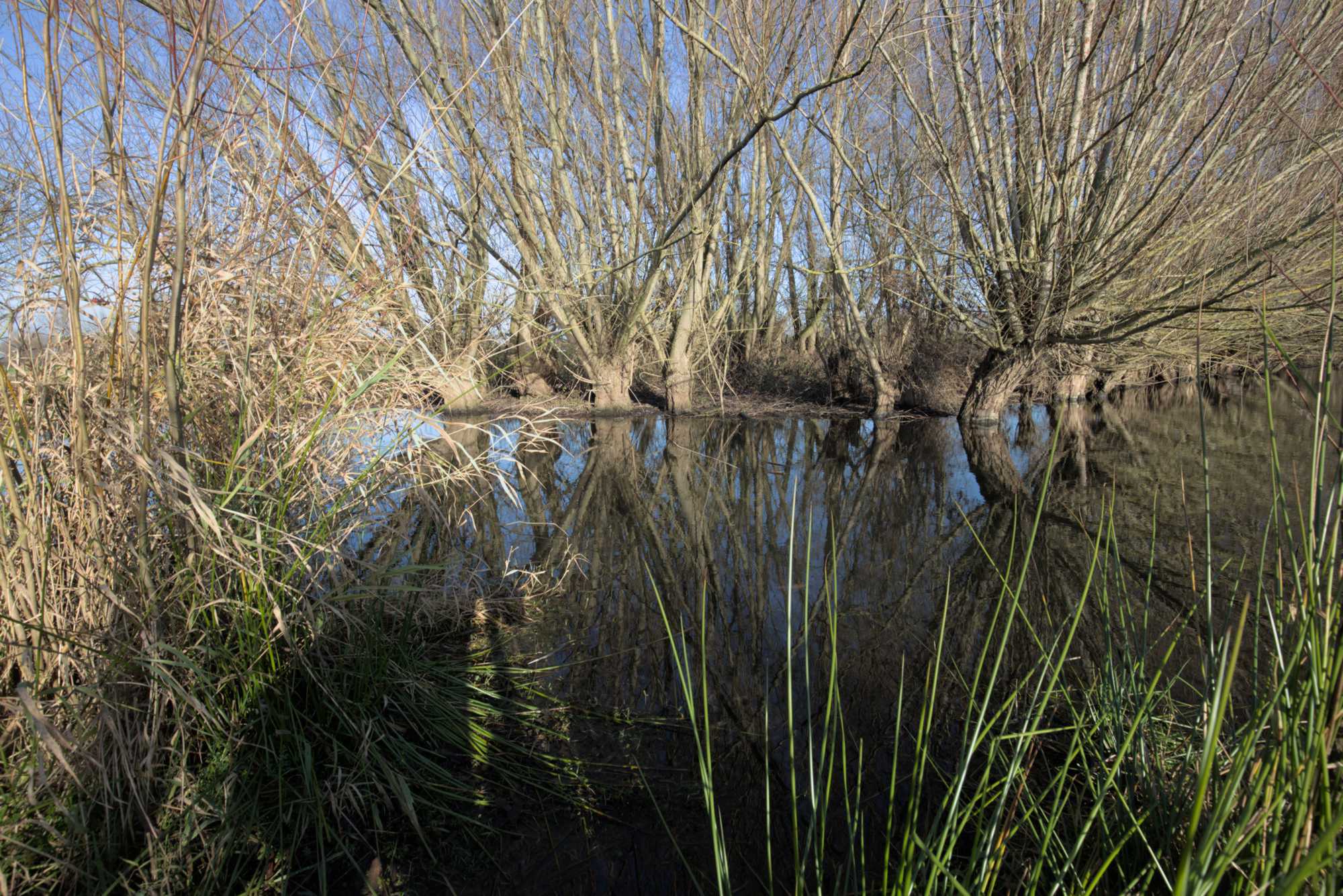 Lokation: Deutschland | Nordrhein-Westfalen | Heinsberg | Wassenberg Kategorien: Altarm, Datum: 27.11.2021