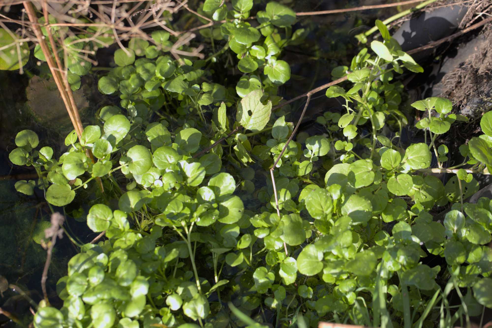 Lokation: Deutschland | Nordrhein-Westfalen | Heinsberg | Wassenberg Kategorien: Habitus, Hortus rusticus, Datum: 27.11.2021