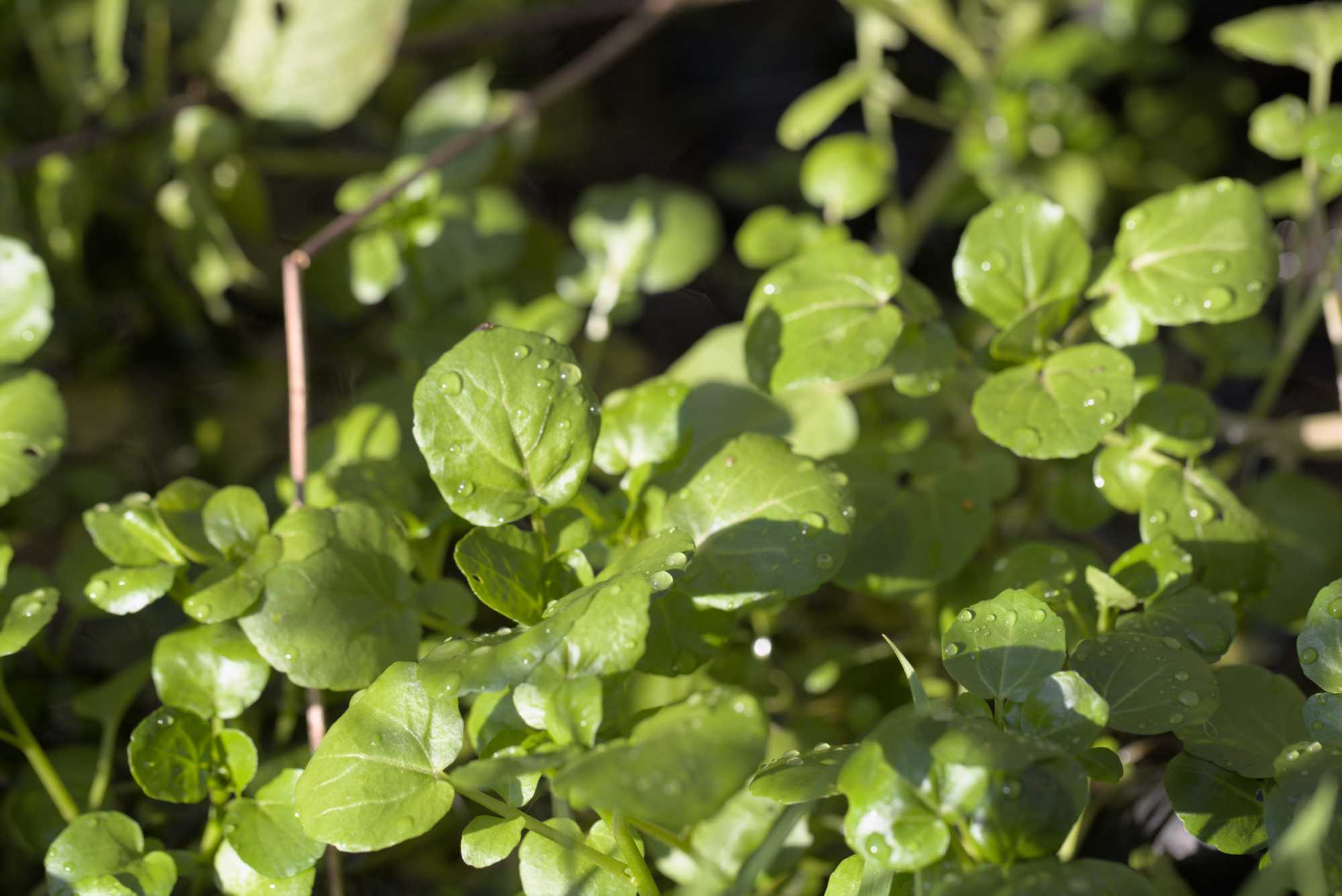 Lokation: Deutschland | Nordrhein-Westfalen | Heinsberg | Wassenberg Kategorien: Monatsbilder, Hortus rusticus, Datum: 27.11.2021