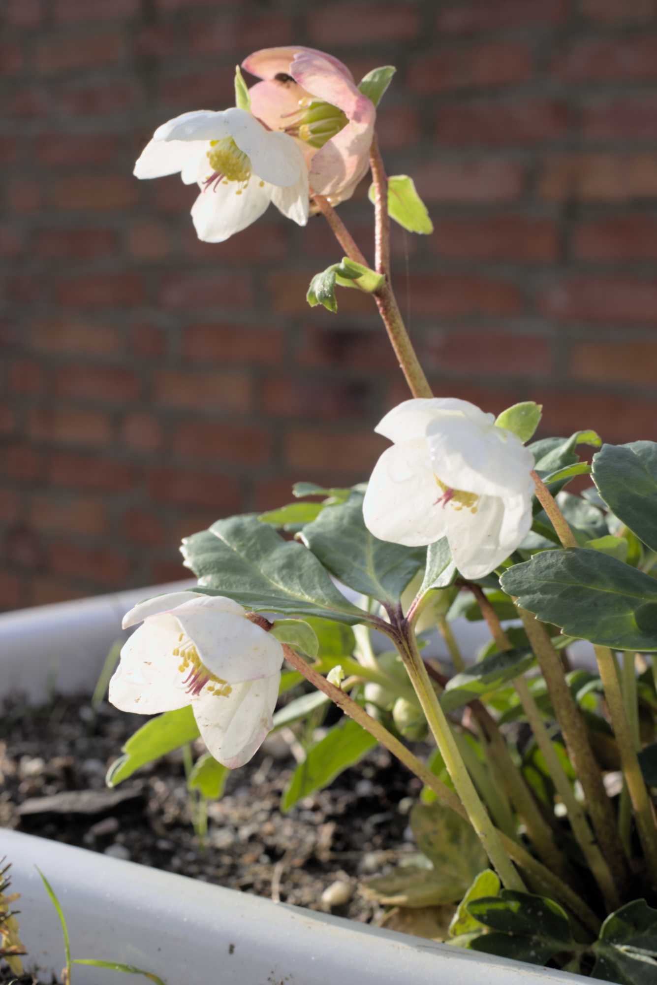 Lokation: Deutschland | Nordrhein-Westfalen | Heinsberg | Wassenberg Kategorien: Monatsbilder, Hortus rusticus, Datum: 29.12.2021