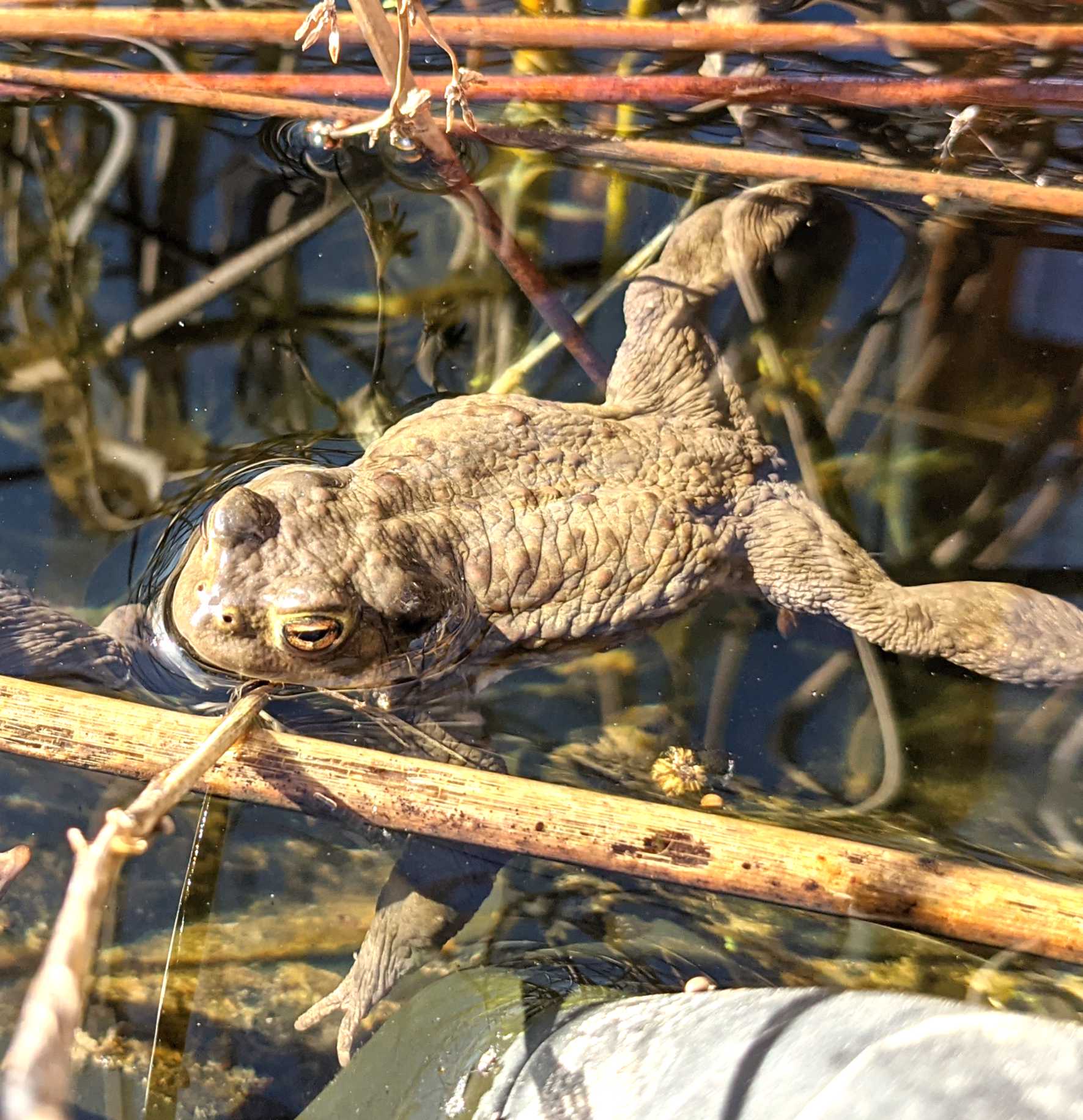 Lokation: Deutschland | Nordrhein-Westfalen | Heinsberg | Wassenberg Kategorien: Monatsbilder, Hortus rusticus, Datum: 30.03.2021