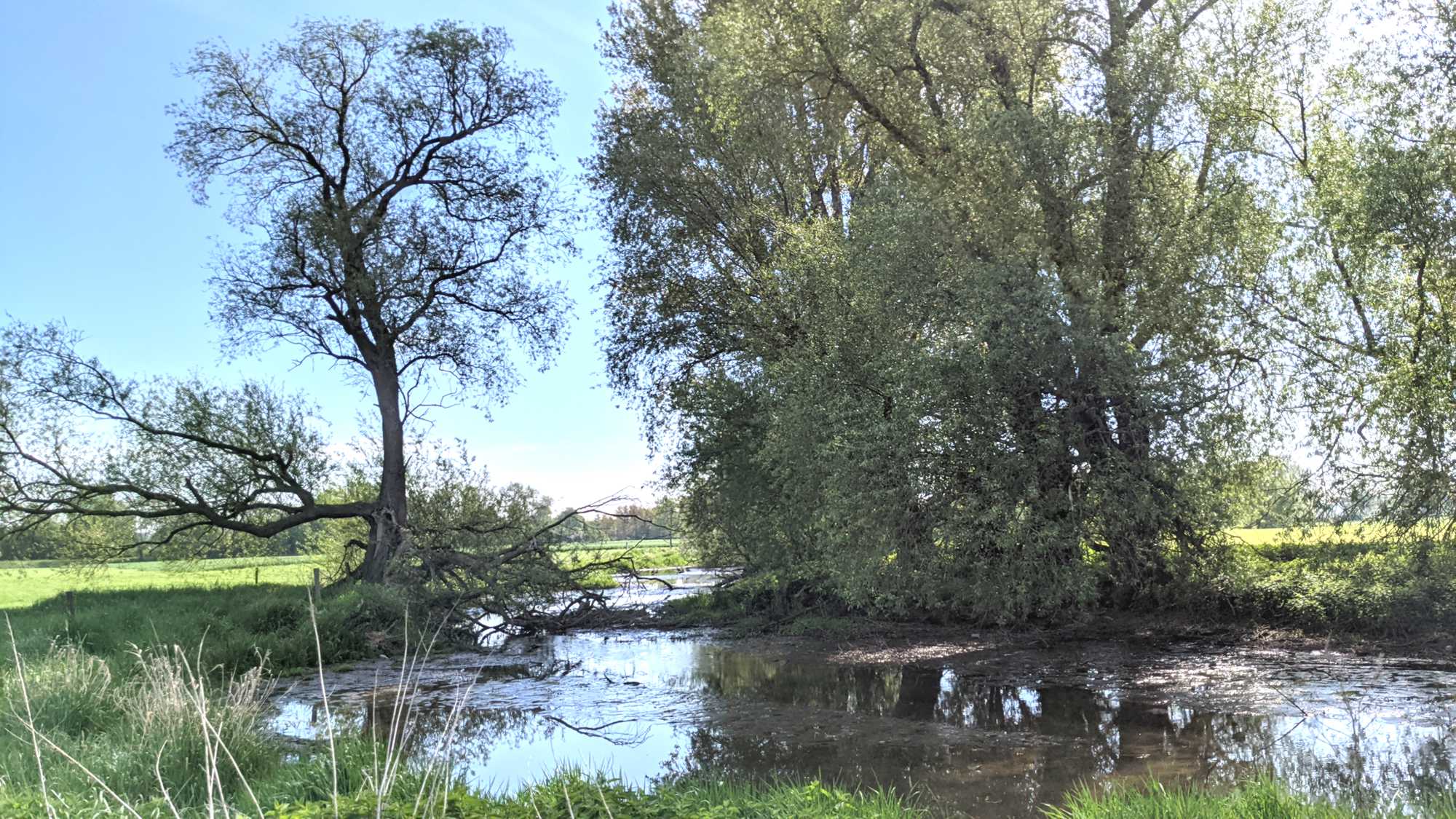 Lokation: Deutschland | Nordrhein-Westfalen | Heinsberg | Wassenberg Kategorien: Altarm, Datum: 13.05.2021