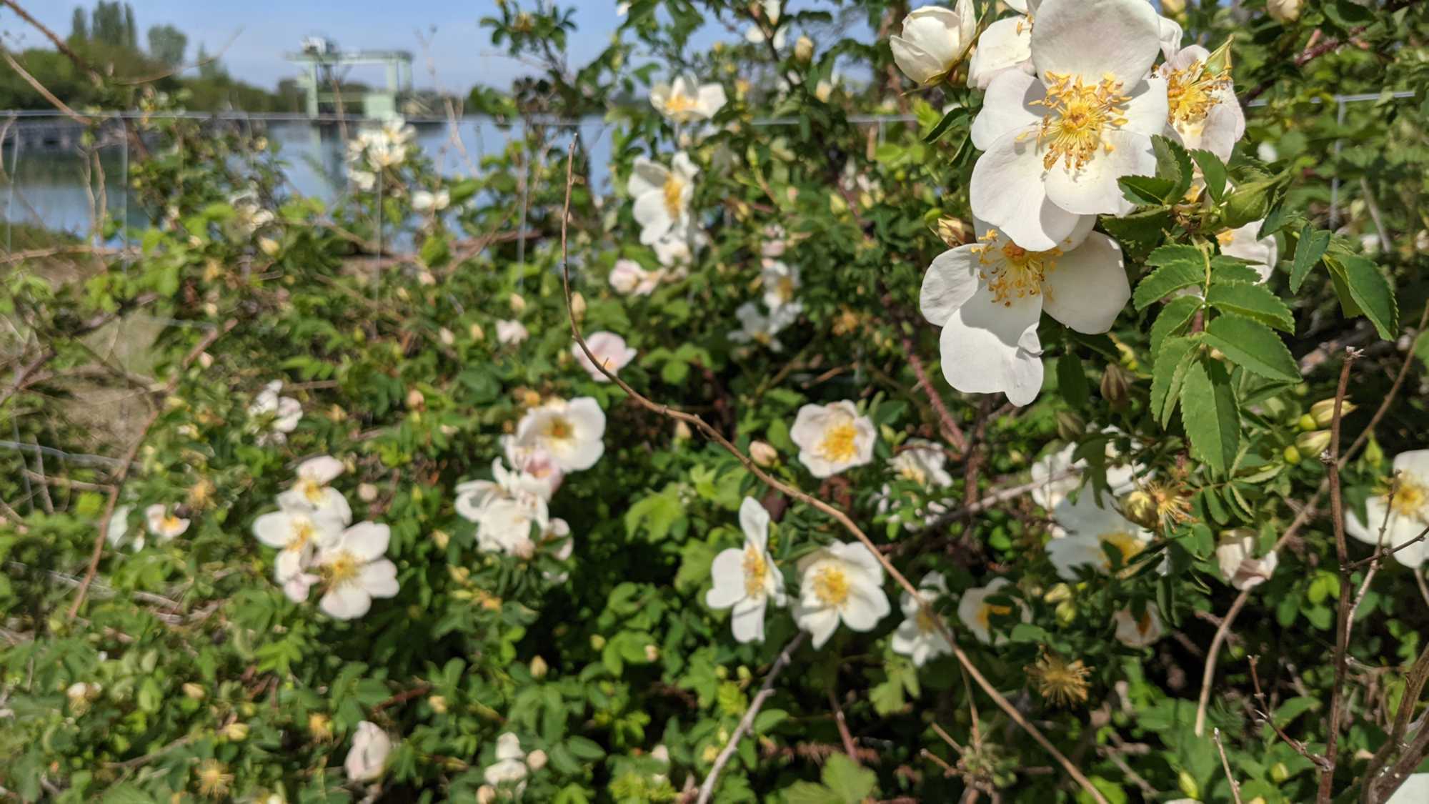 Lokation: Deutschland | Nordrhein-Westfalen | Heinsberg | Wassenberg Kategorien: Habitus, Datum: 13.05.2021
