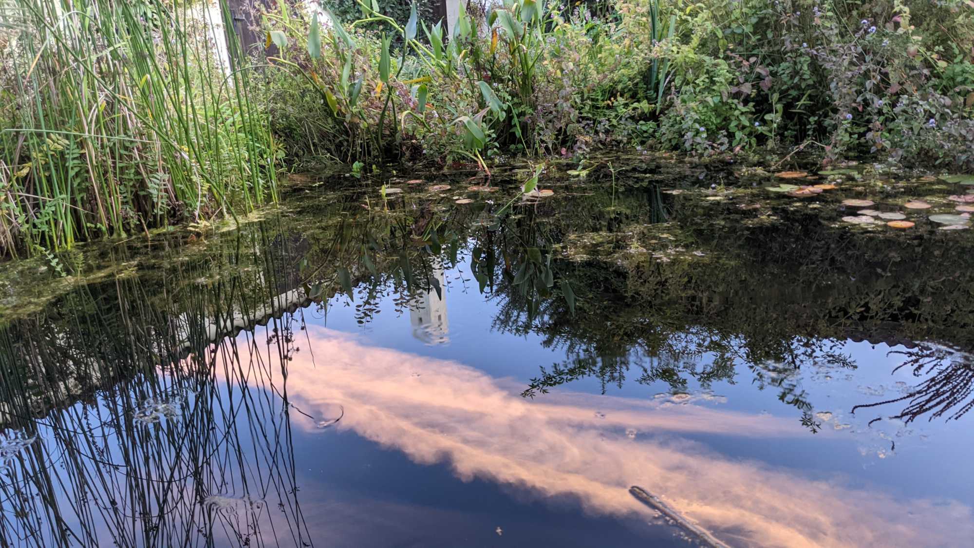 Lokation: Deutschland | Nordrhein-Westfalen | Heinsberg | Wassenberg Kategorien: Teich, Hortus rusticus, Datum: 07.09.2021