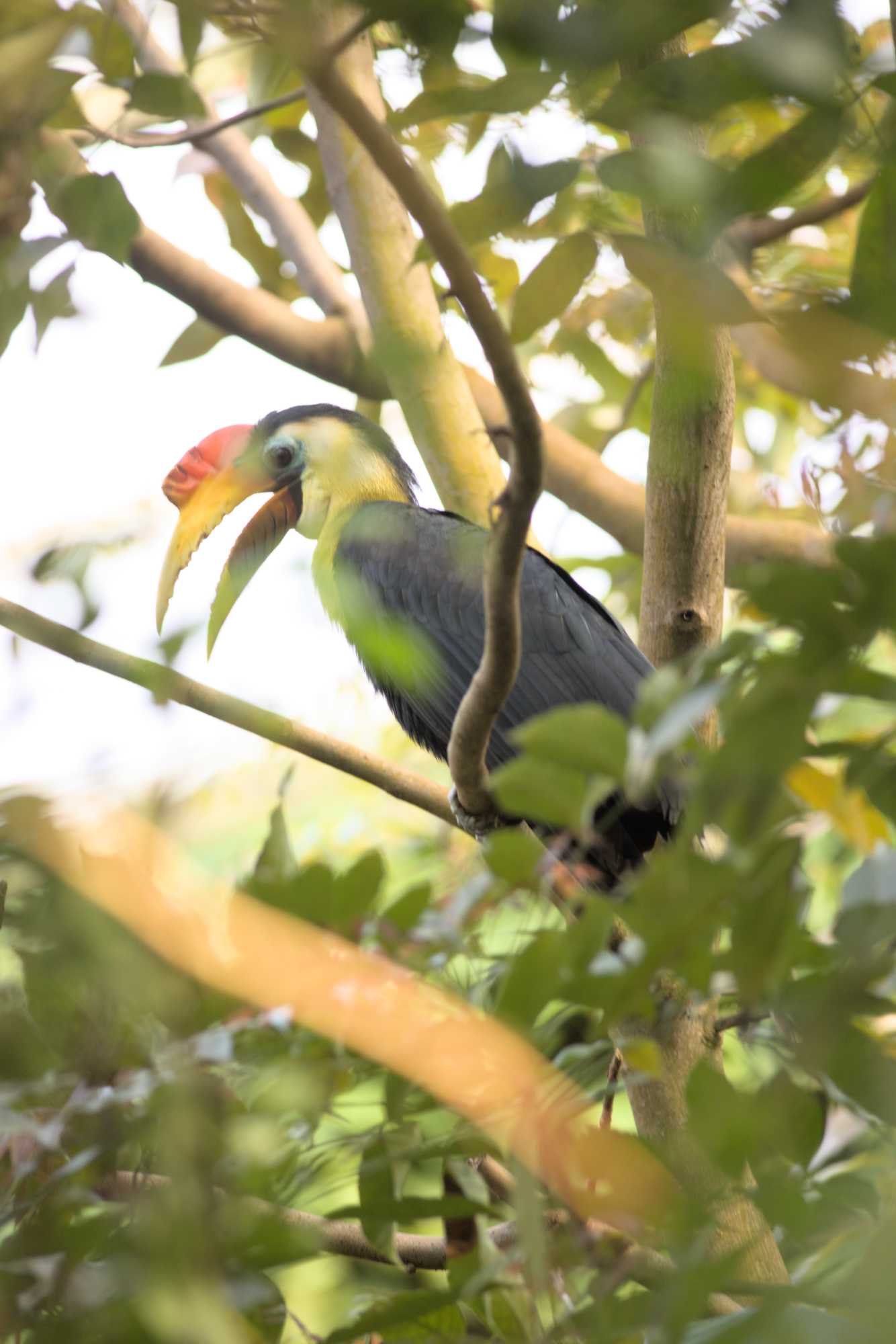 Lokation: Niederlande | Gelderland | Arnheim | Cranevelt Kategorien: Vögel, Zoo, Datum: 06.03.2022