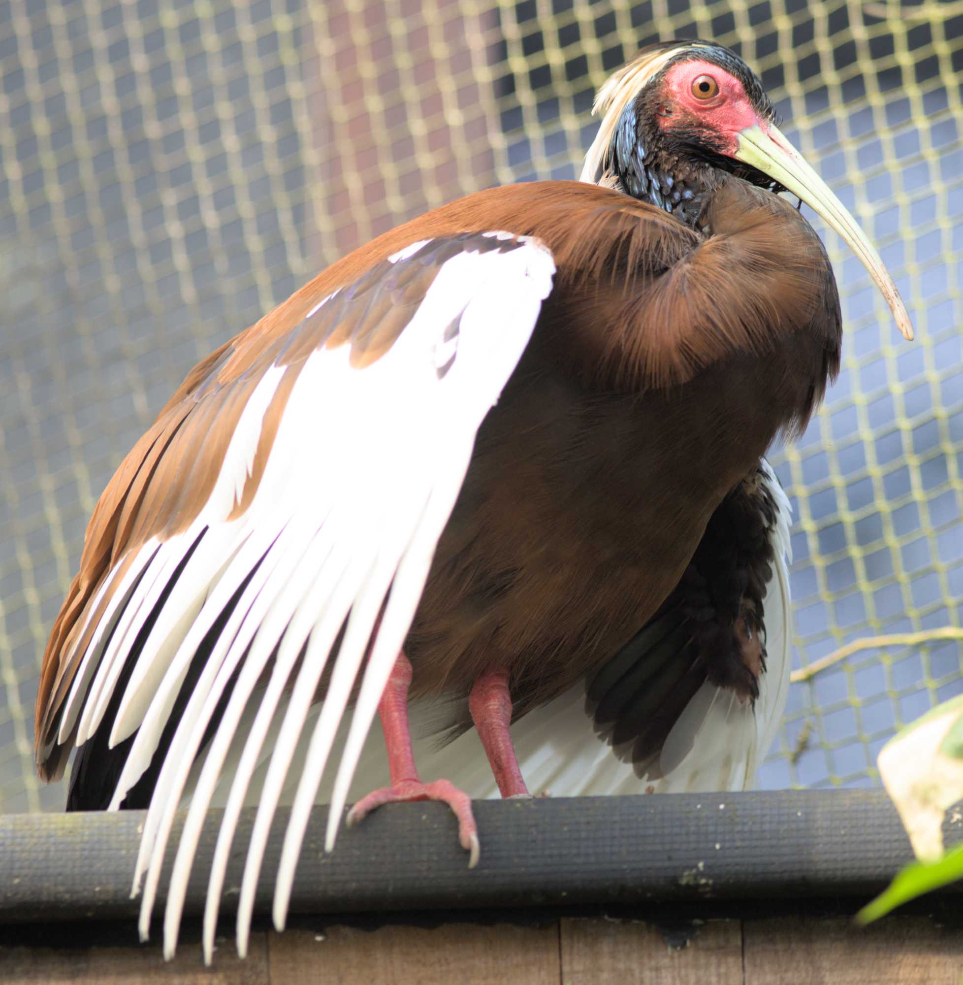 Lokation: Niederlande | Gelderland | Arnheim | Cranevelt Kategorien: Vögel, Zoo, Datum: 06.03.2022