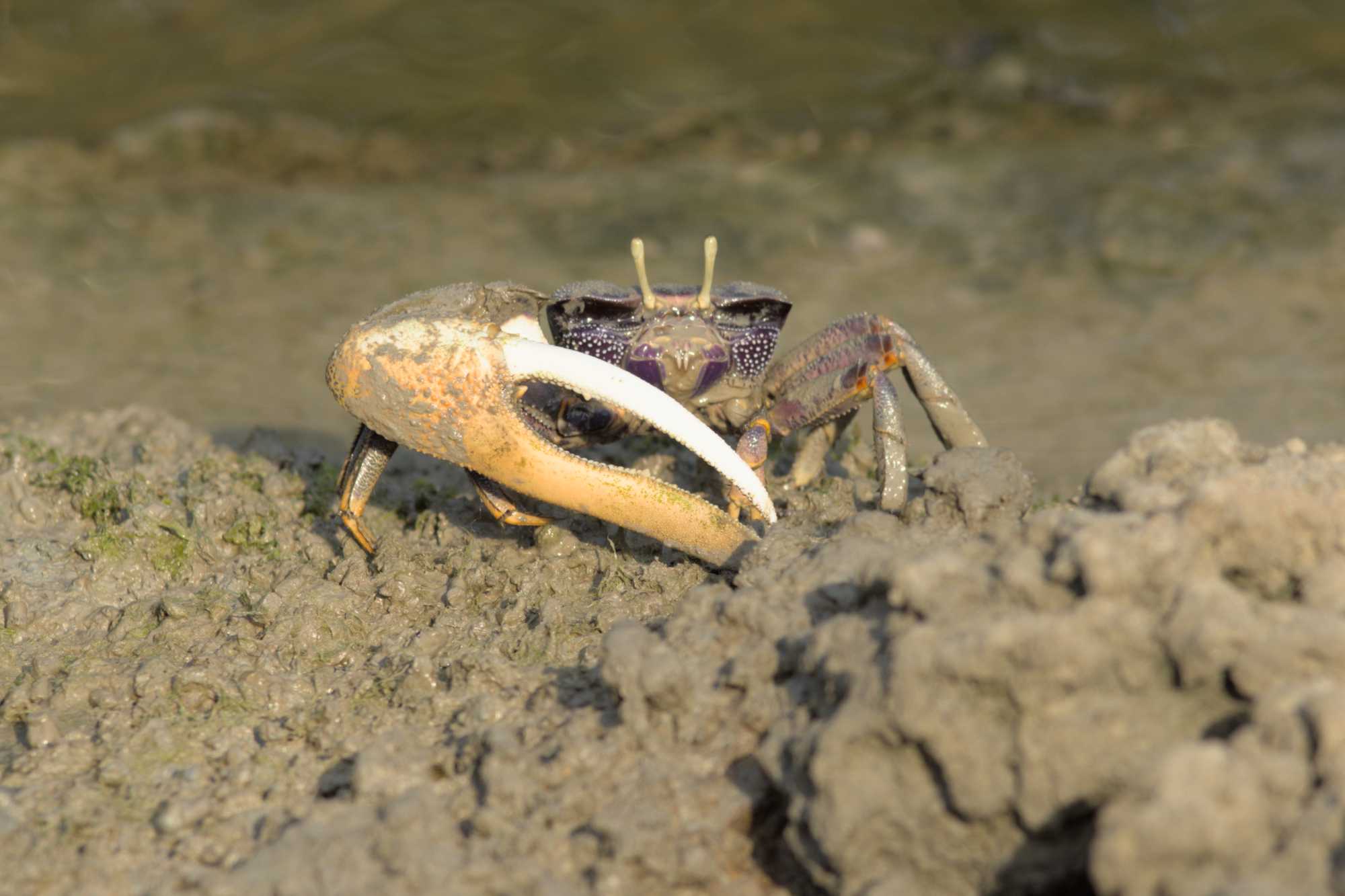 Lokation: Niederlande | Gelderland | Arnheim | Cranevelt Kategorien: Zoo, Krebse, Garnelen, Datum: 06.03.2022