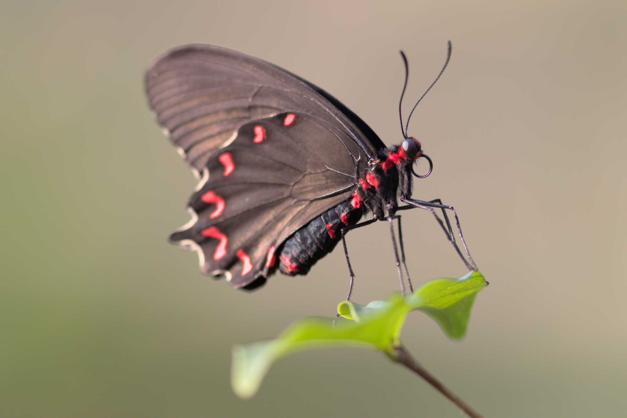 Lokation: Niederlande | Gelderland | Arnheim | Cranevelt Kategorien: Schmetterlinge, Zoo, Datum: 06.03.2022