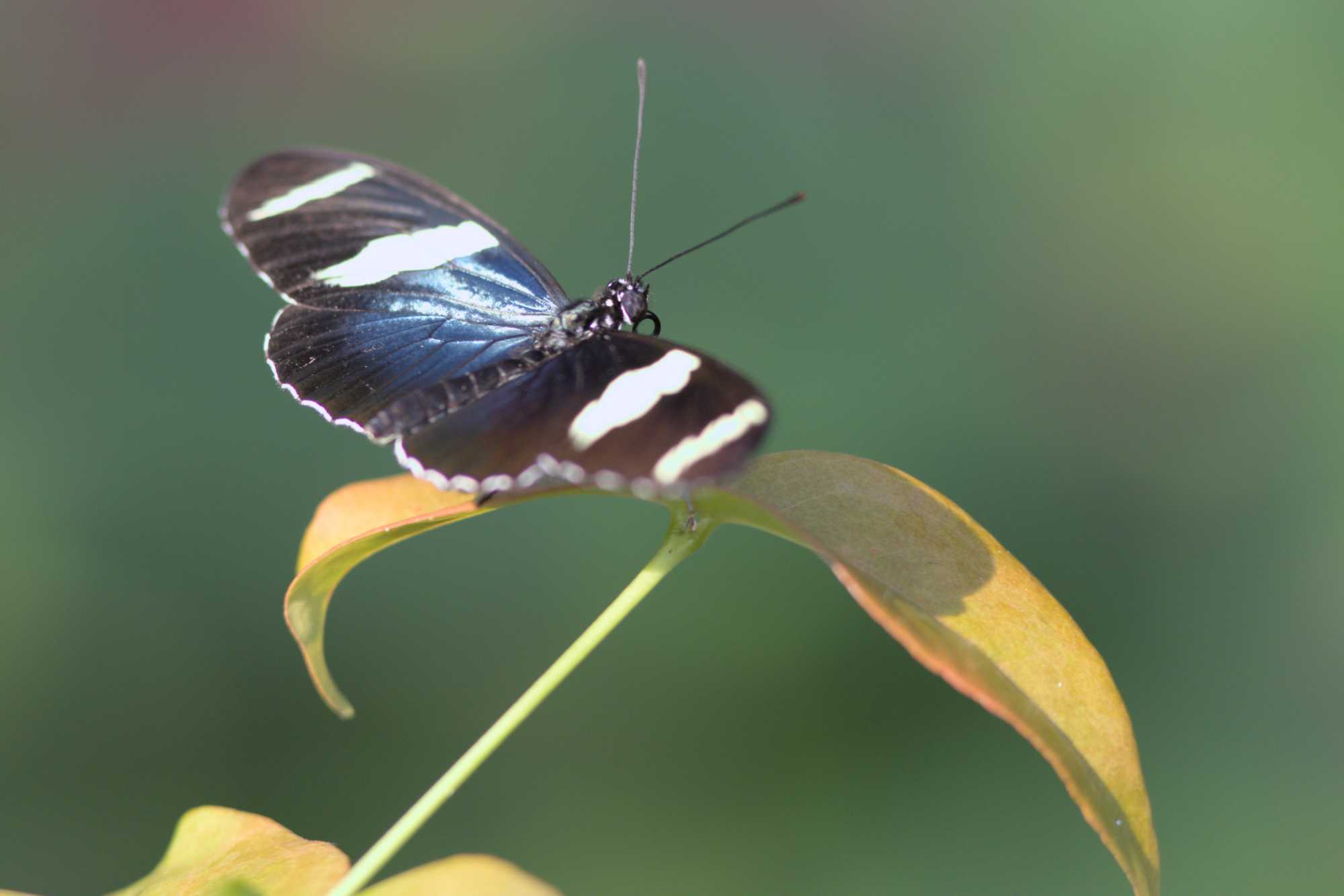Lokation: Niederlande | Gelderland | Arnheim | Cranevelt Kategorien: Schmetterlinge, Zoo, Datum: 06.03.2022
