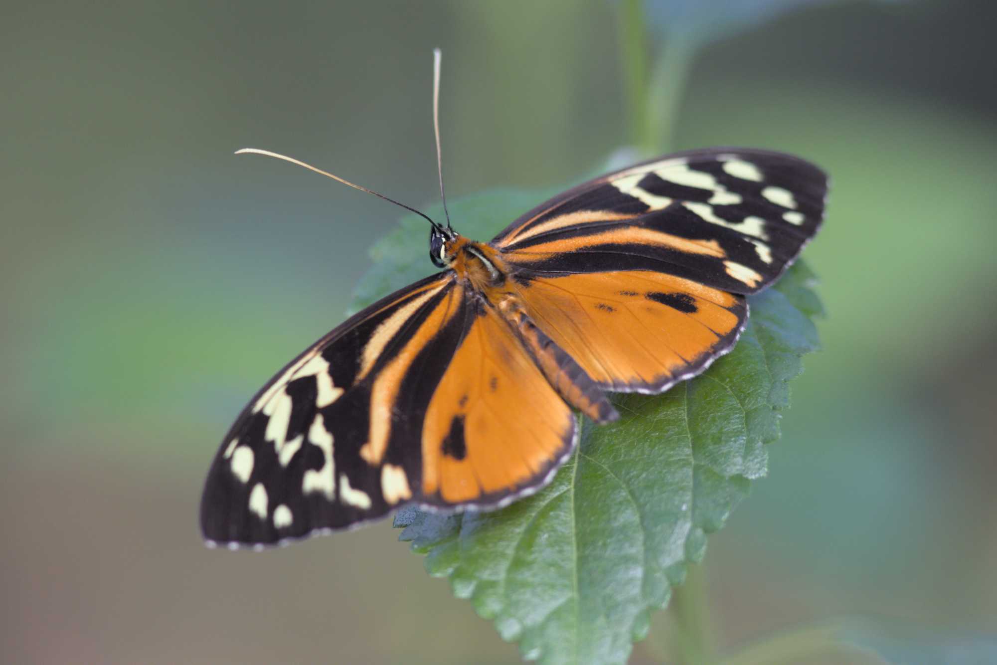 Lokation: Niederlande | Gelderland | Arnheim | Cranevelt Kategorien: Schmetterlinge, Zoo, Datum: 06.03.2022