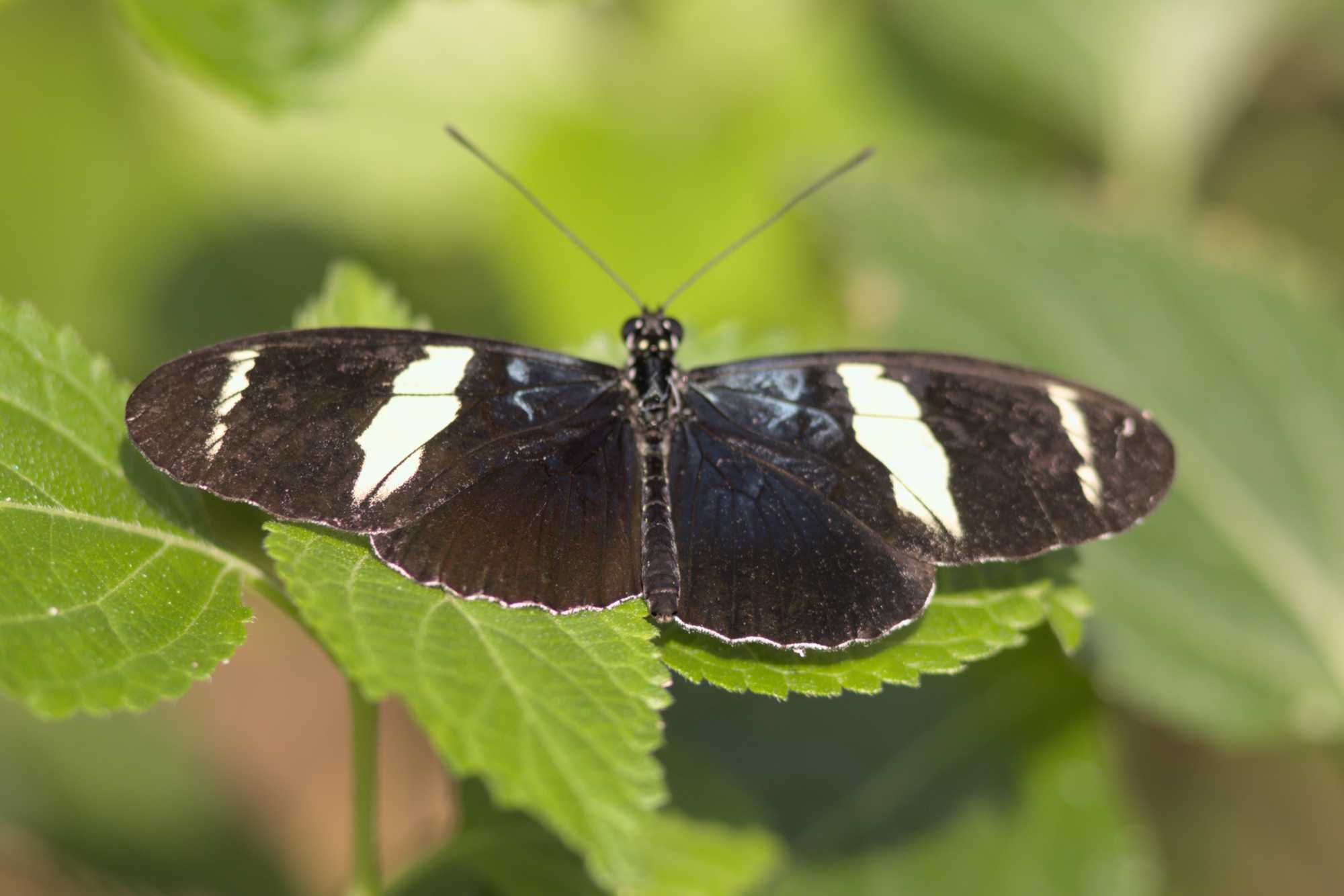 Lokation: Niederlande | Gelderland | Arnheim | Cranevelt Kategorien: Schmetterlinge, Zoo, Datum: 06.03.2022
