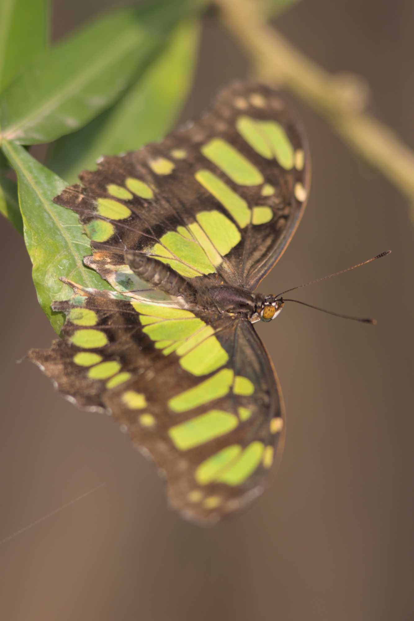 Lokation: Niederlande | Gelderland | Arnheim | Cranevelt Kategorien: Schmetterlinge, Zoo, Datum: 06.03.2022