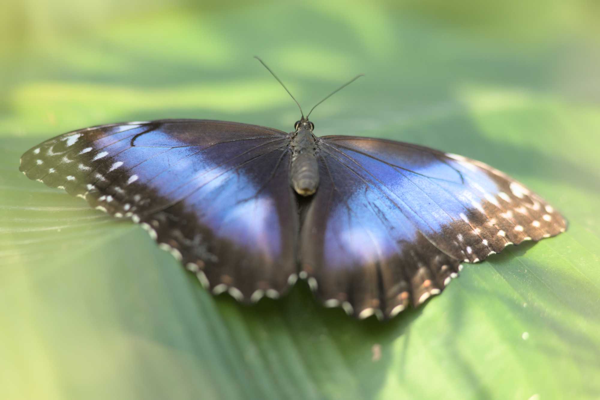 Lokation: Niederlande | Gelderland | Arnheim | Cranevelt Kategorien: Schmetterlinge, Zoo, Datum: 06.03.2022