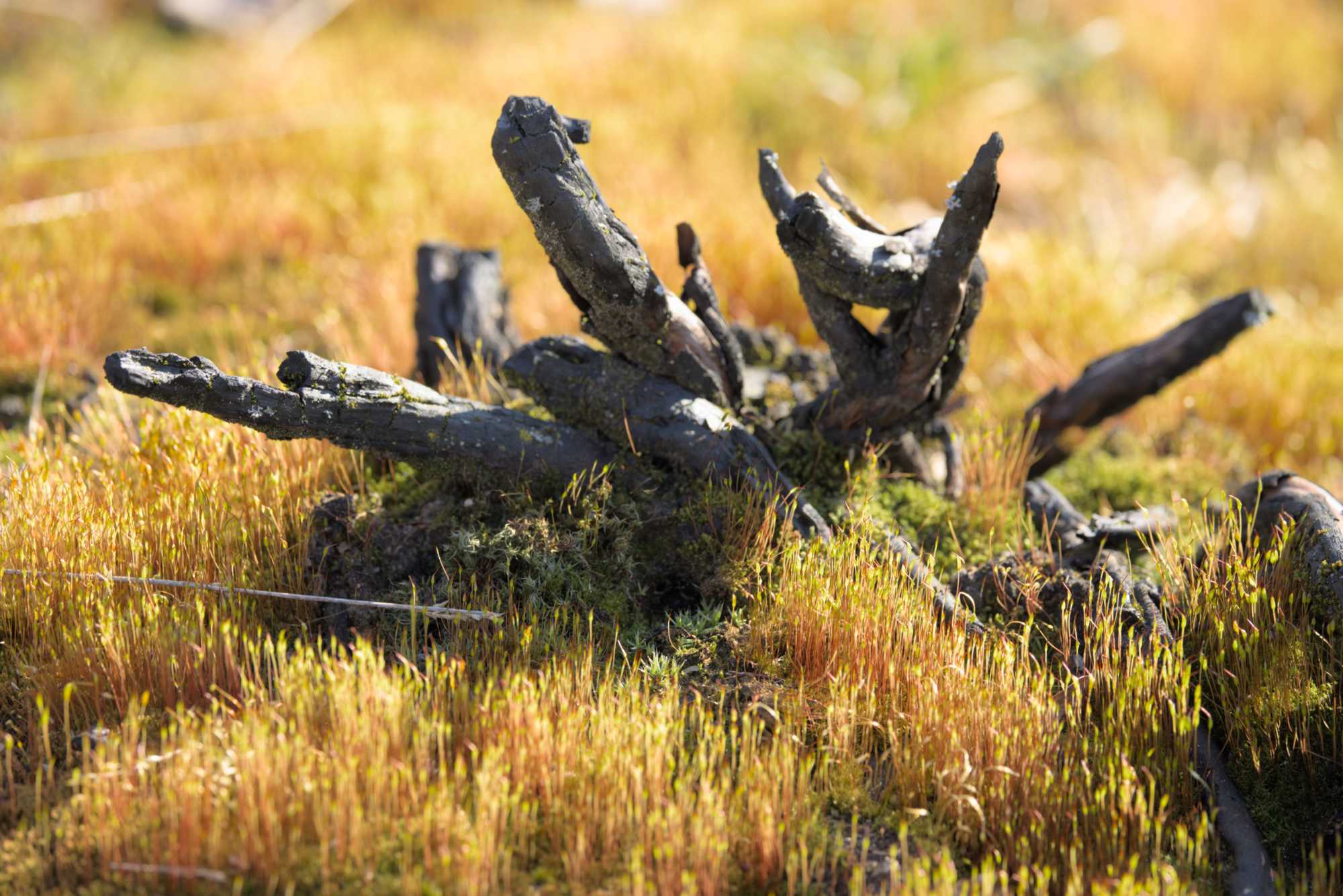 Lokation: Niederlande | Limburg | Roerdalen | Herkenbosch Kategorien: Moose, Datum: 09.03.2022
