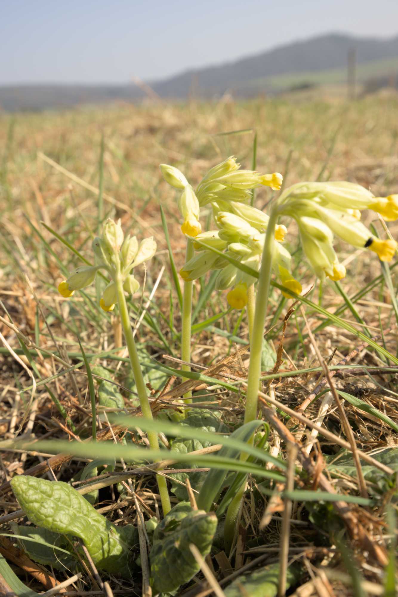 Echte Schlüsselblume (Primula veris), Lokation: Deutschland | Nordrhein-Westfalen | Euskirchen | Bad Münstereifel Kategorien: Habitus, Familie: Primulaceae (Schlüsselblumengewächse ), Datum: 26.03.2022