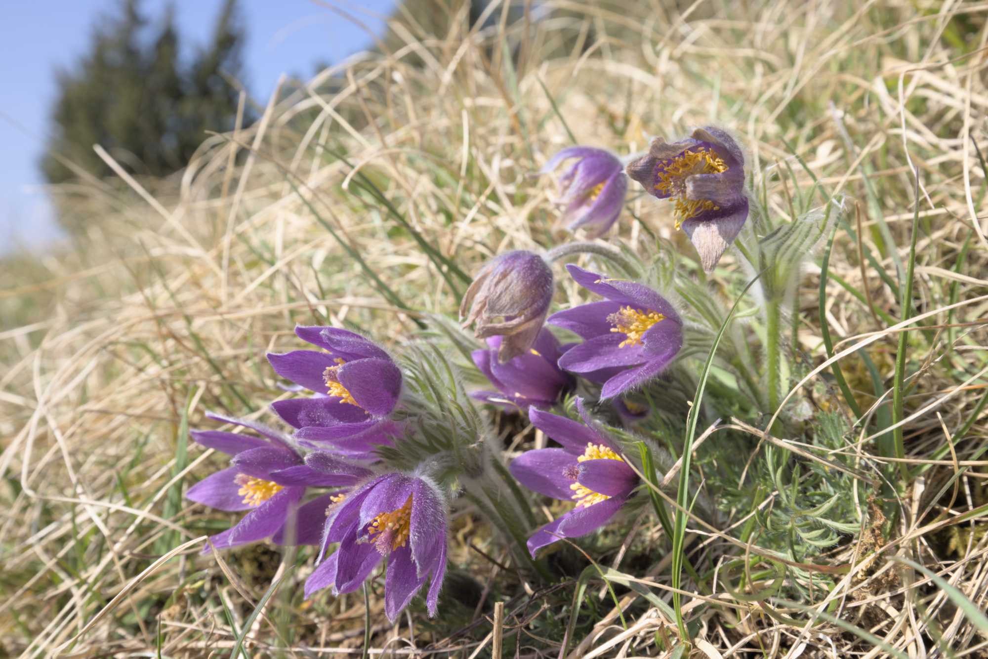Gewöhnliche Küchenschelle (Pulsatilla vulgaris), Lokation: Deutschland | Nordrhein-Westfalen | Euskirchen | Bad Münstereifel Kategorien: Habitus, Familie: Ranunculaceae (Hahnenfußgewächse ), Datum: 26.03.2022