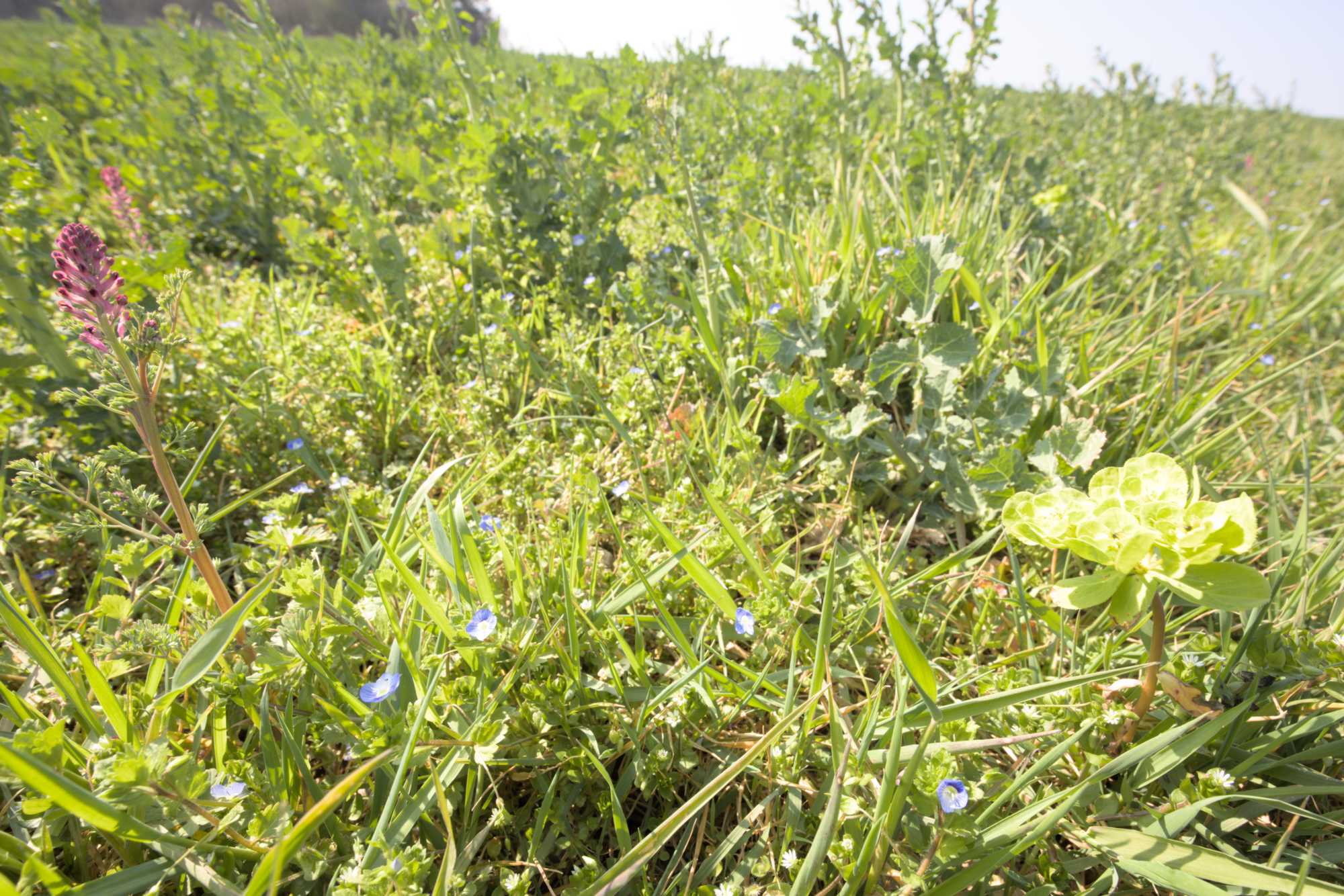 Lokation: Deutschland | Nordrhein-Westfalen | Euskirchen | Bad Münstereifel Kategorien: Vegetation, Datum: 26.03.2022